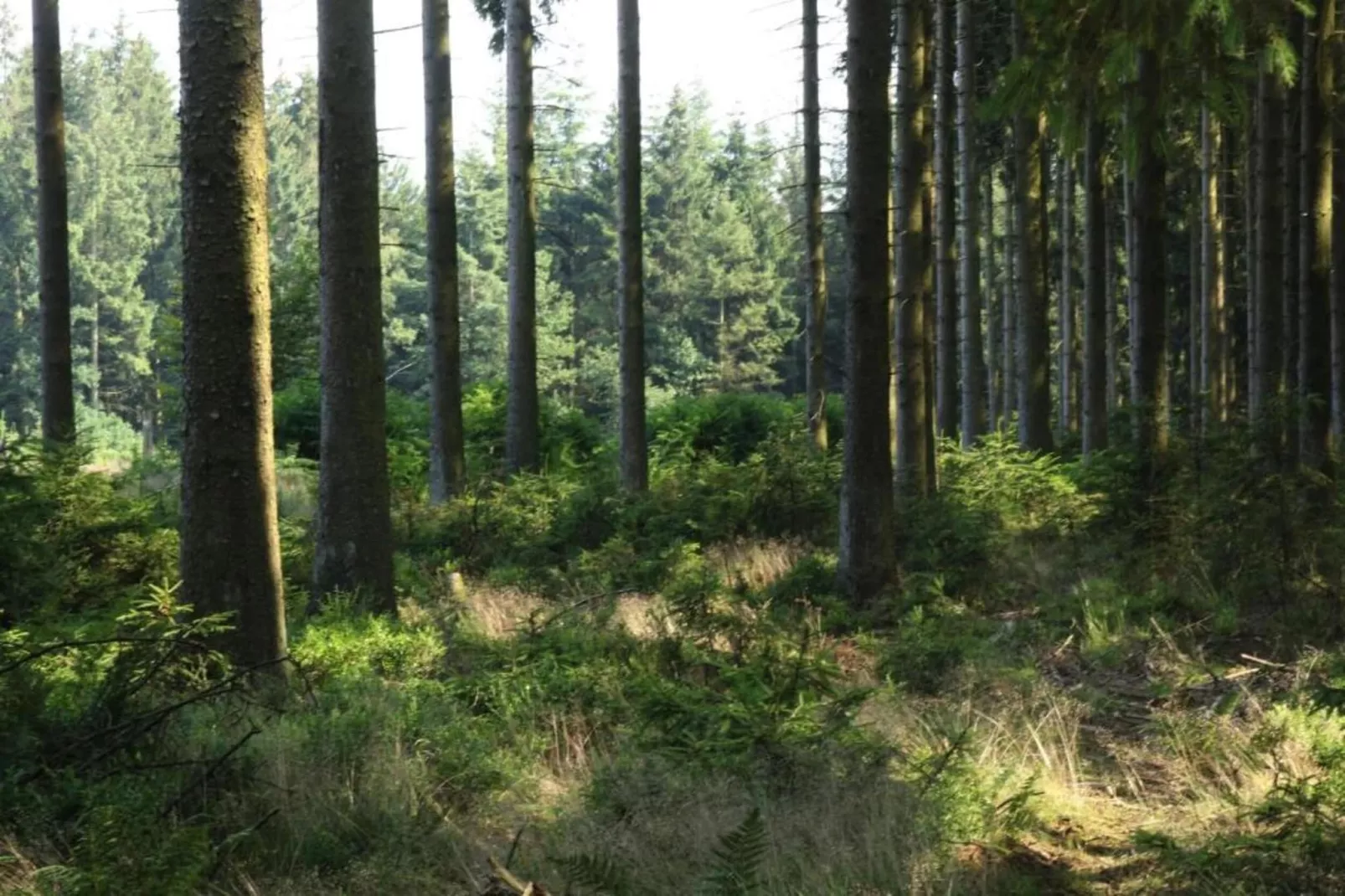 Le Vieux Chene-Gebiete Sommer 20 km