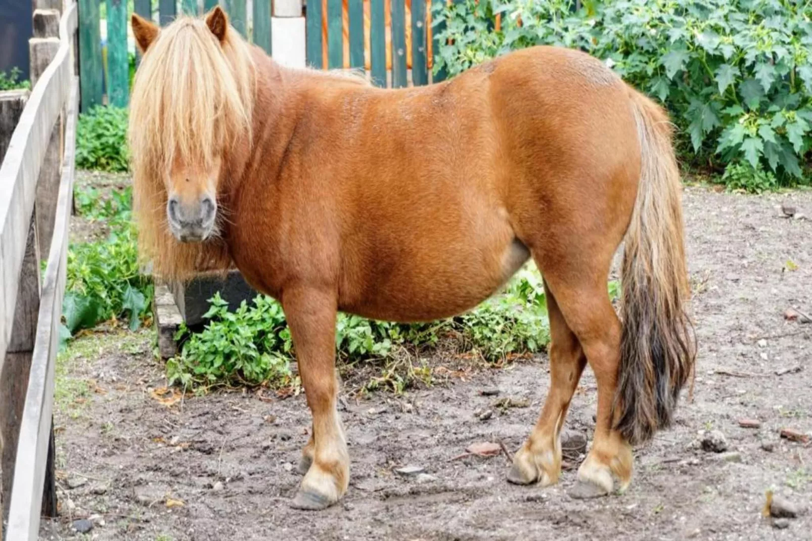 Vakantiepark Sandberghe 12-Gebiete Sommer 20 km