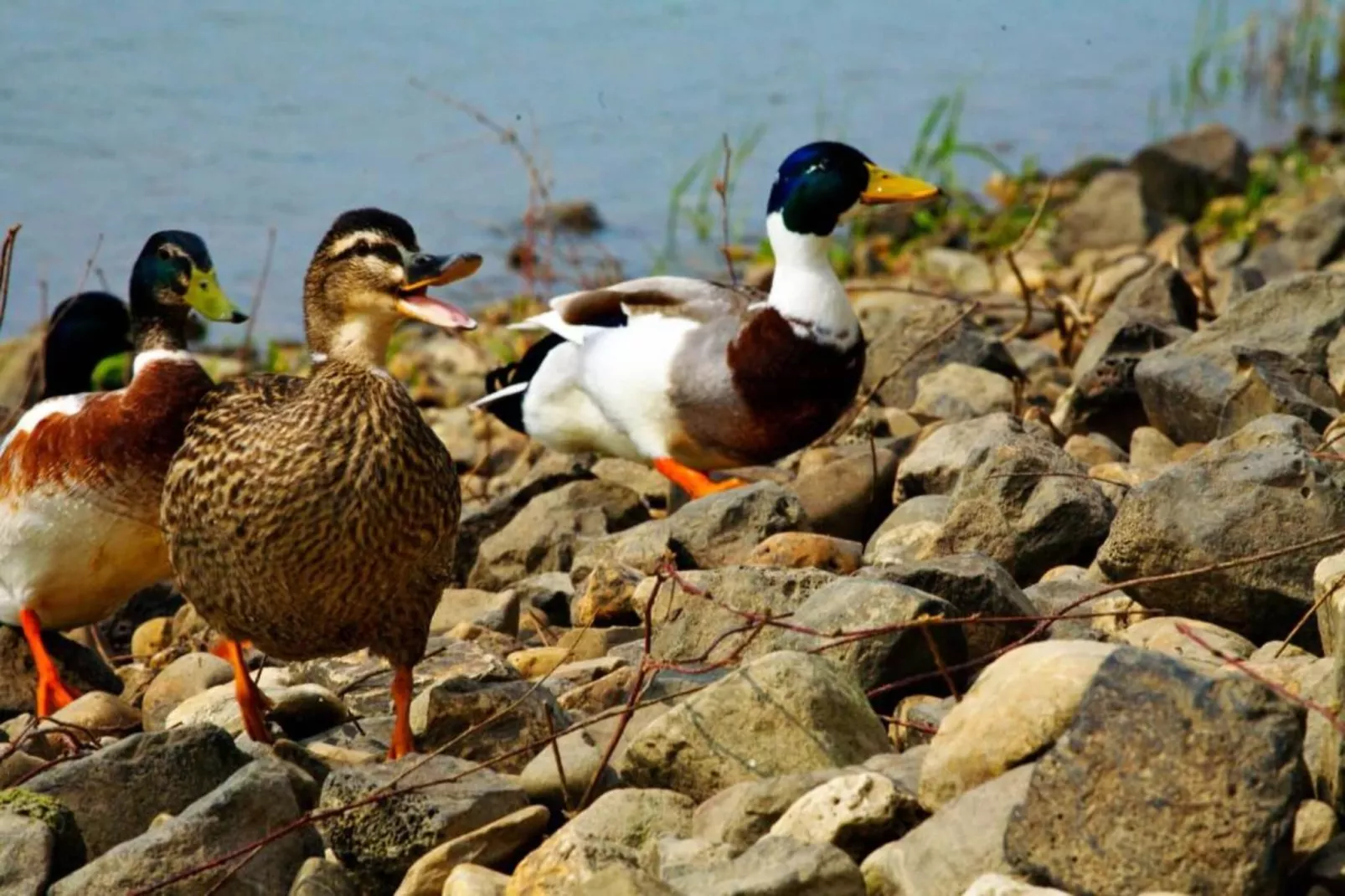 Vakantiepark Klein Vink 25-Areas within 20km in summer