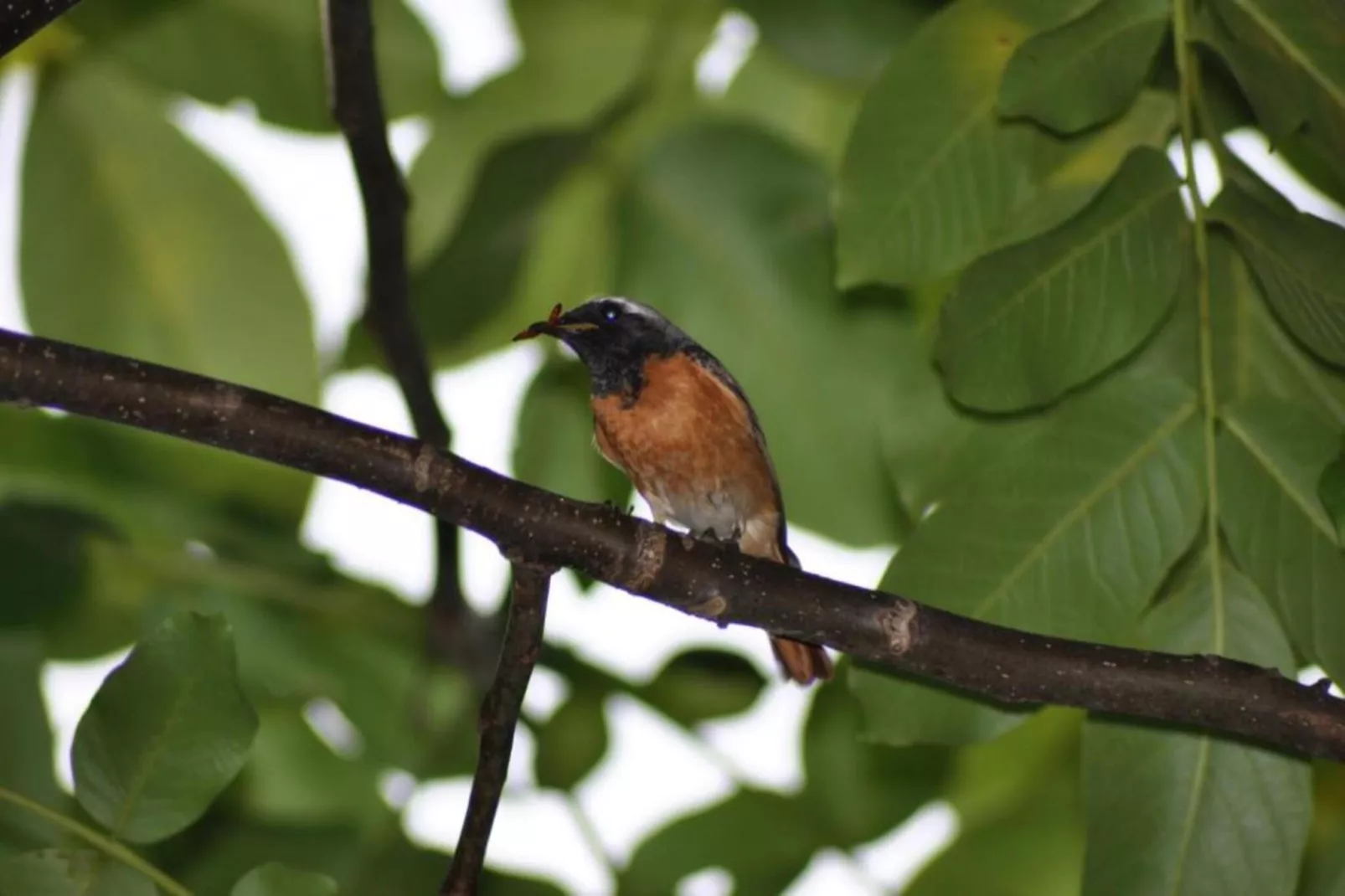 SPINNAKER I 0205PARK-Areas within 20km in summer