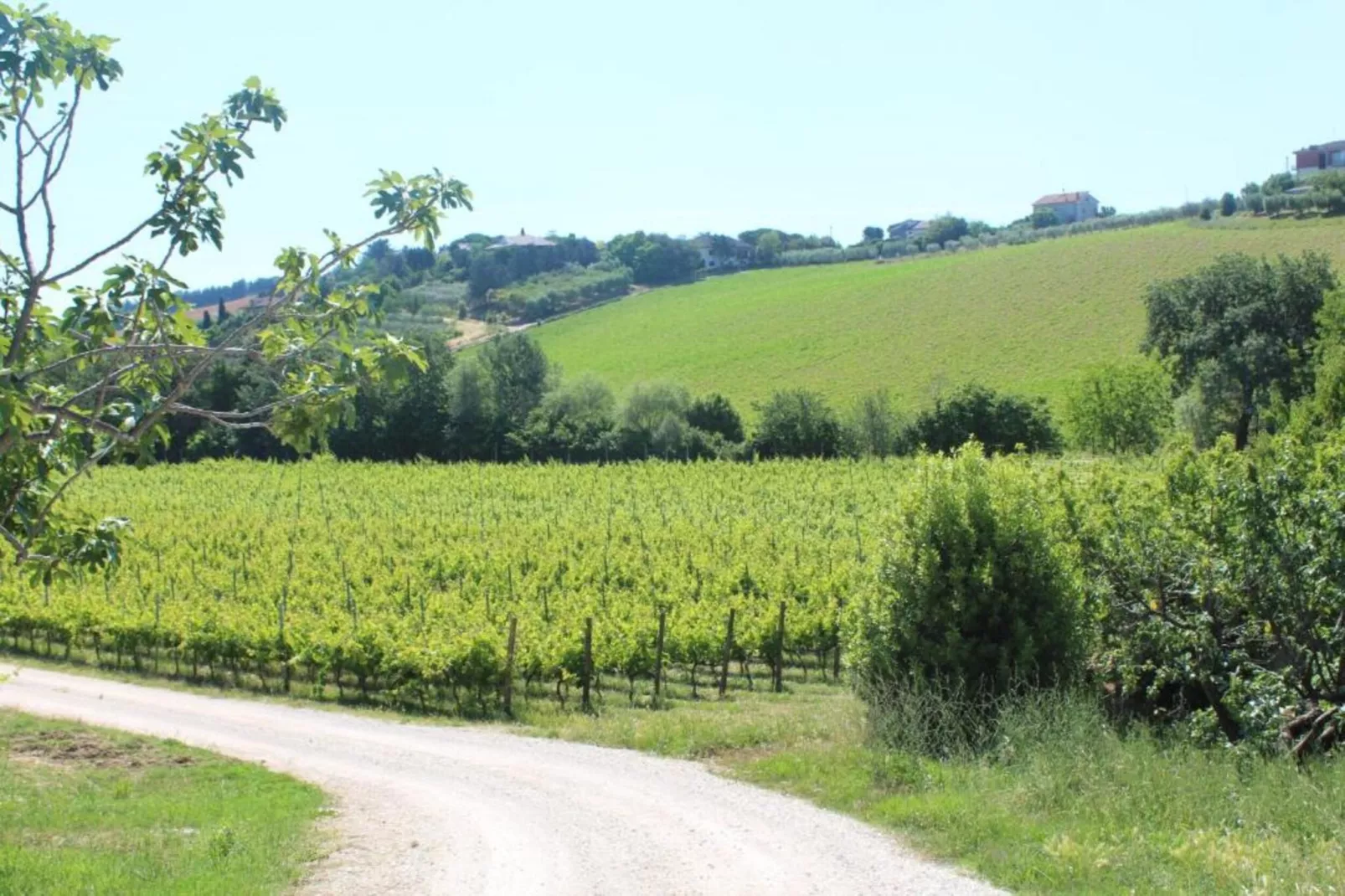Pepe-Areas within 20km in summer