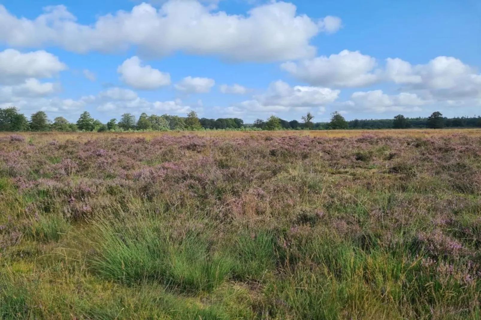 De Riek 4P-Areas within 20km in summer