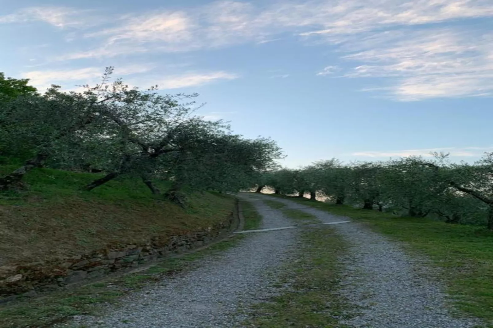 Pinocchio-Areas within 20km in summer