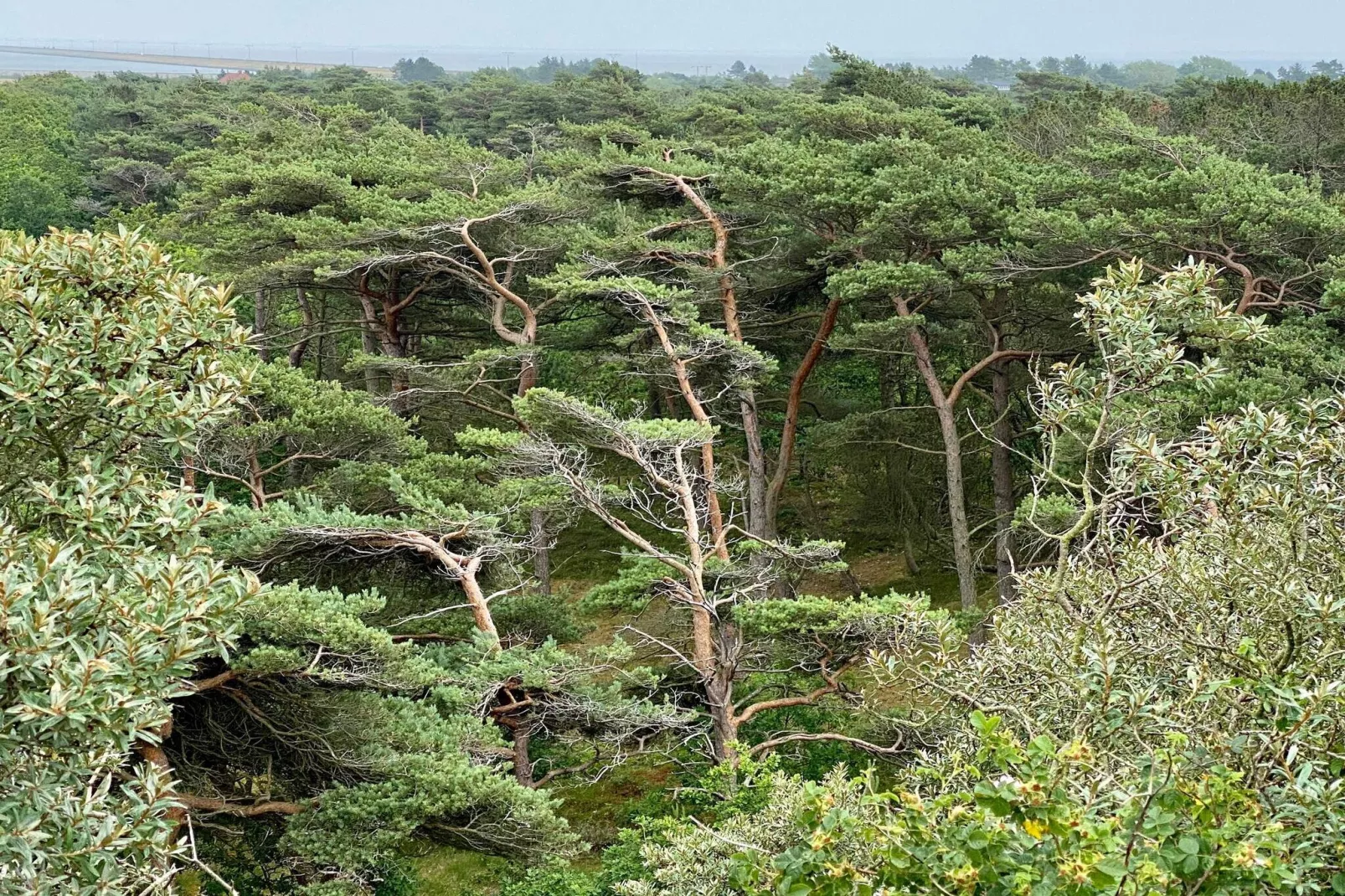 Tranquil Thatched Cottage on Romo-By Traum