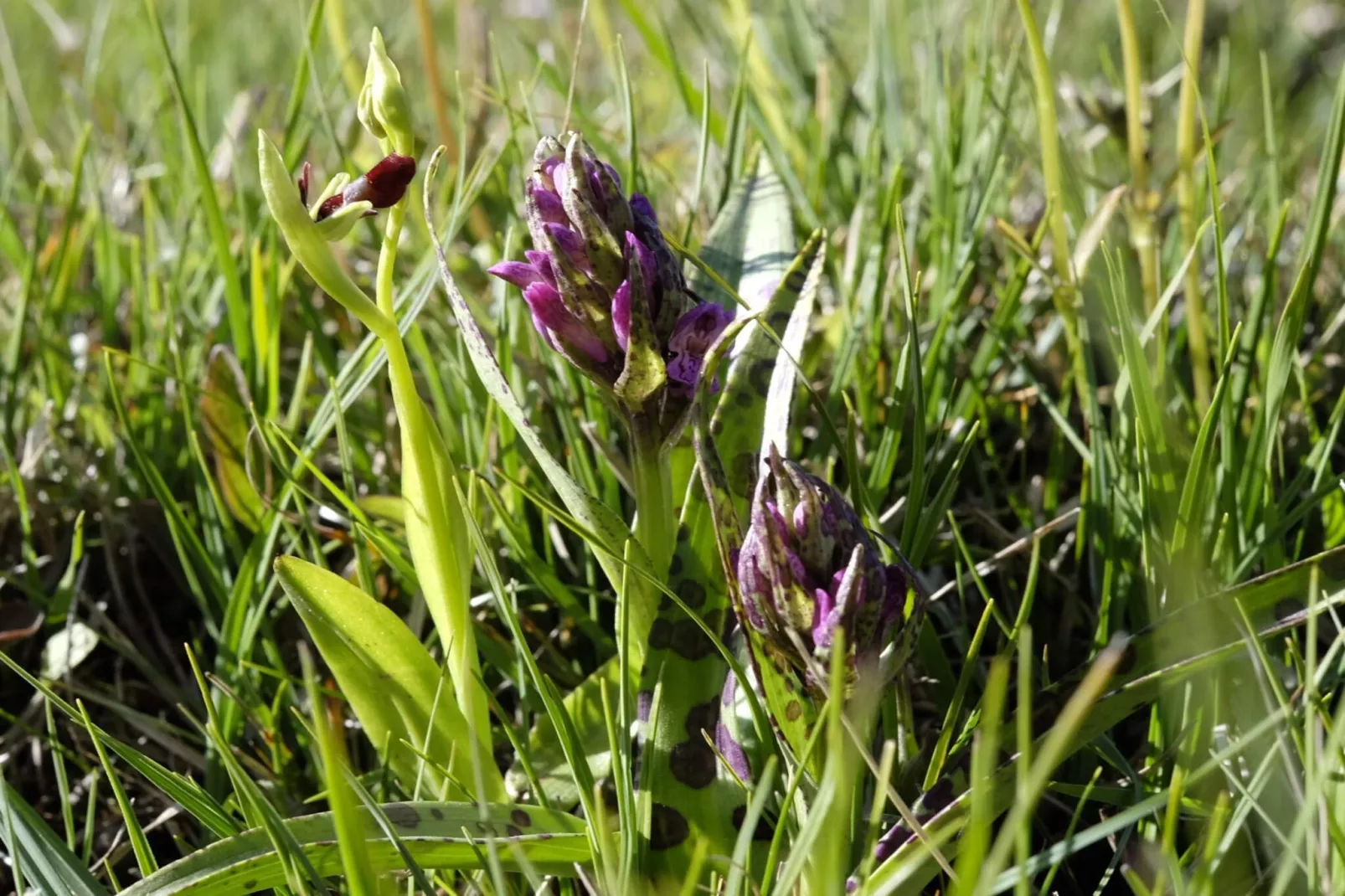 Maison de vacances pour 10 a FÄRJESTADEN-Non tagué