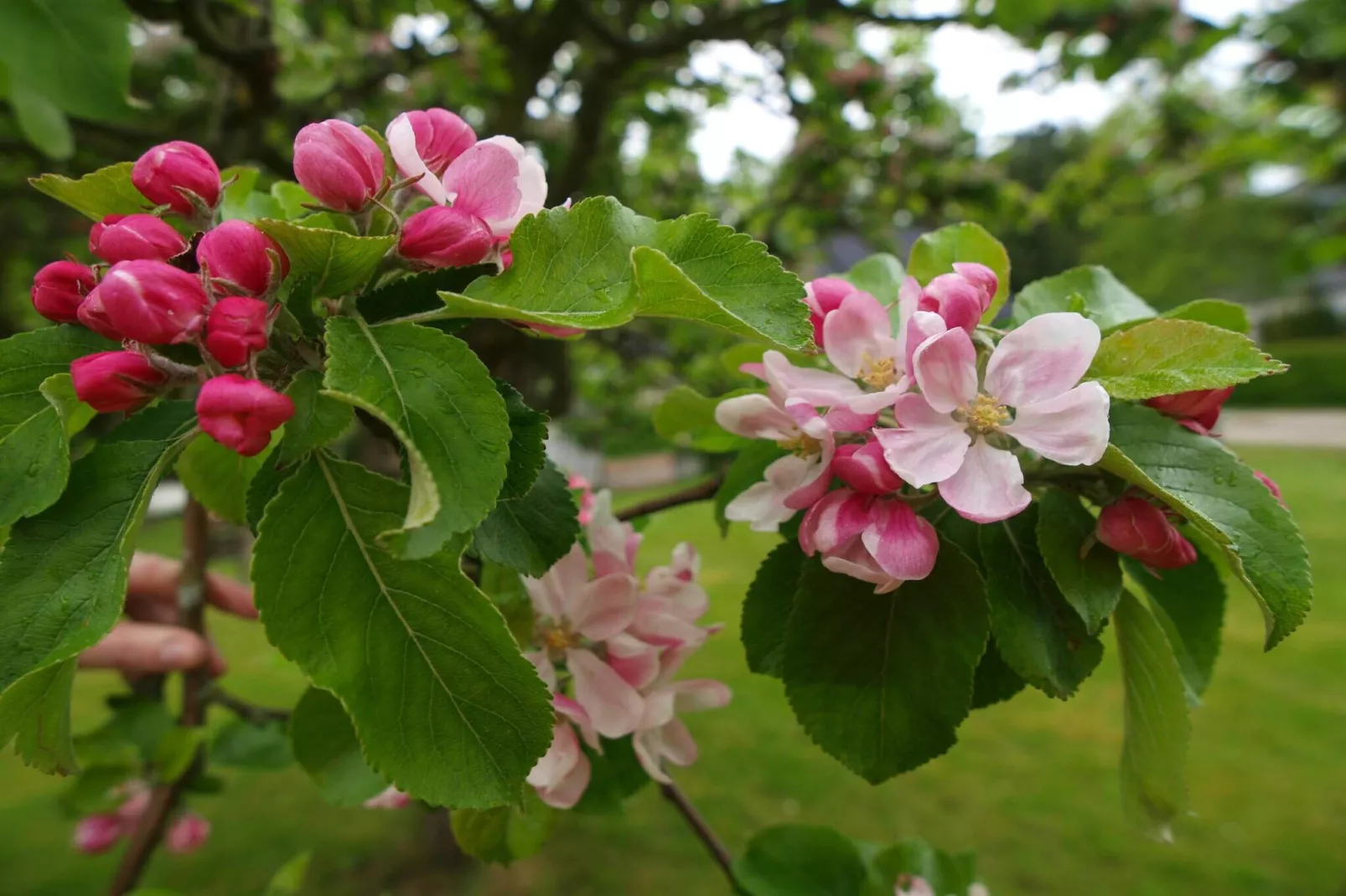 Maison de vacances pour 20 a Stege-Non tagué