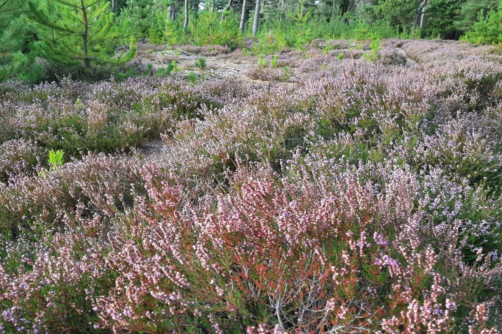 6 person holiday home in Nørre Nebel
