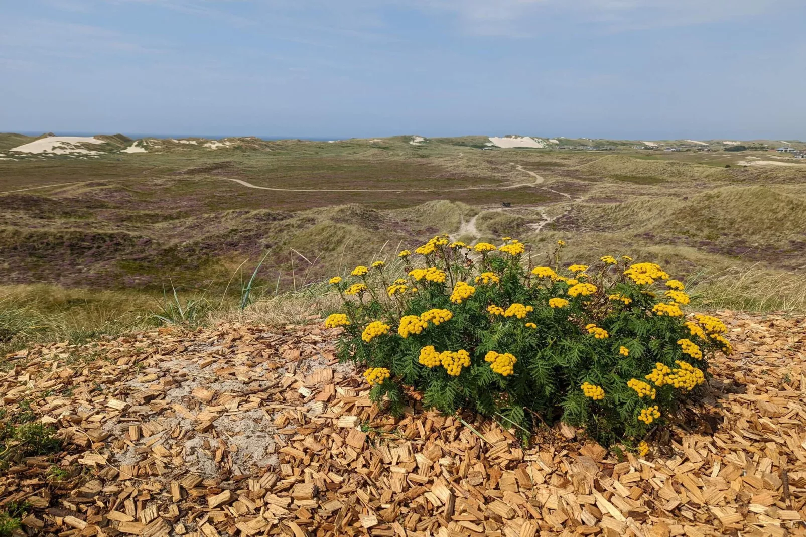 Maison de vacances pour 6 a Hvide Sande-Non tagué
