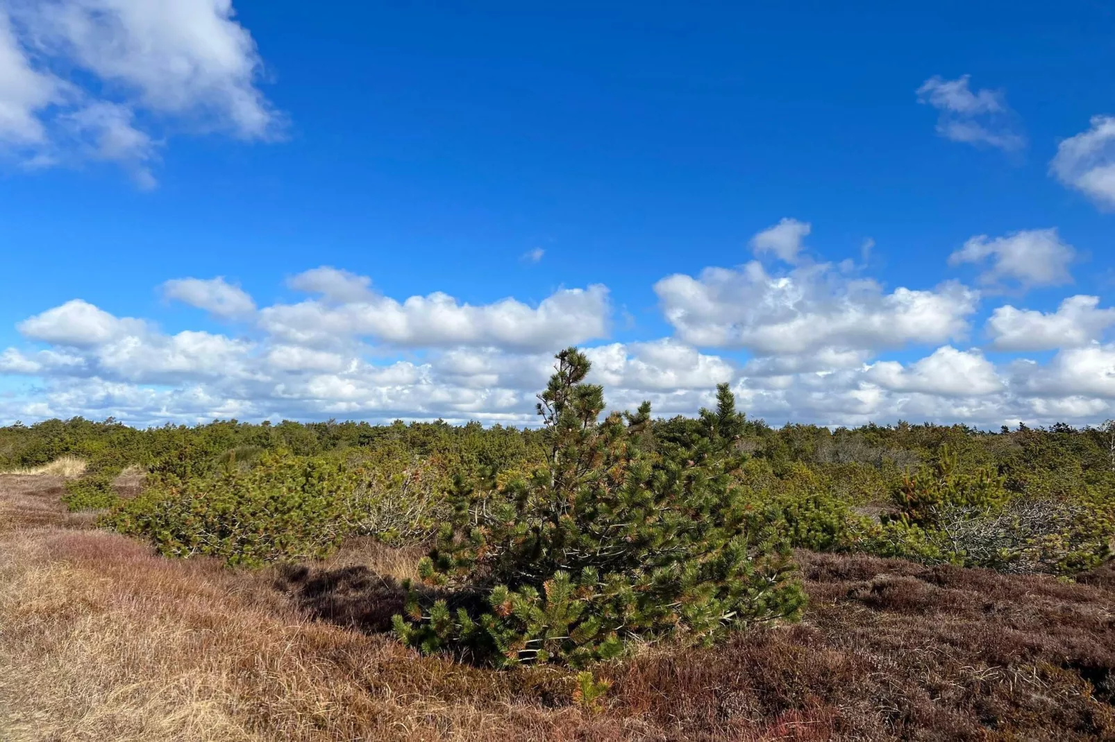 14 Personen Ferienhaus in Ulfborg