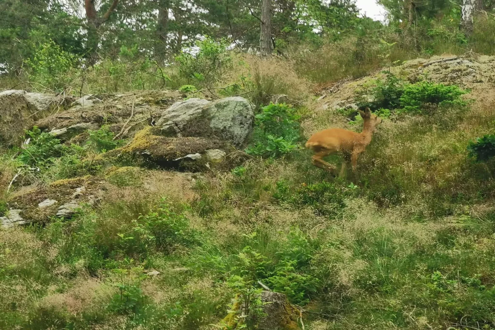 4 Personen Ferienhaus in Brålanda-Nicht zugeordnet