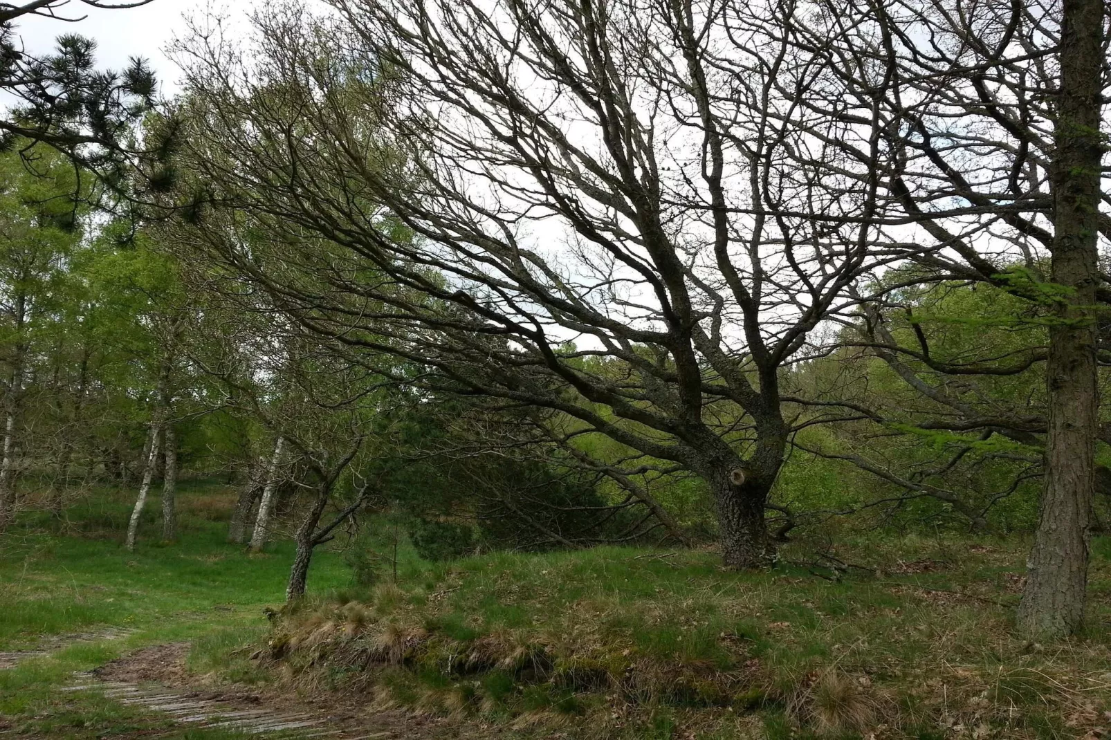 Sonniges Hugelcottage-By Traum