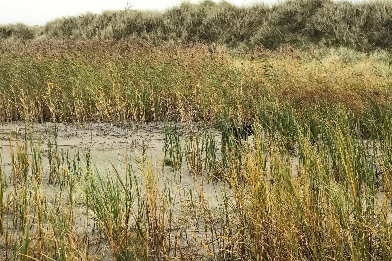 Maison de vacances pour 4 a Læsø-Non tagué