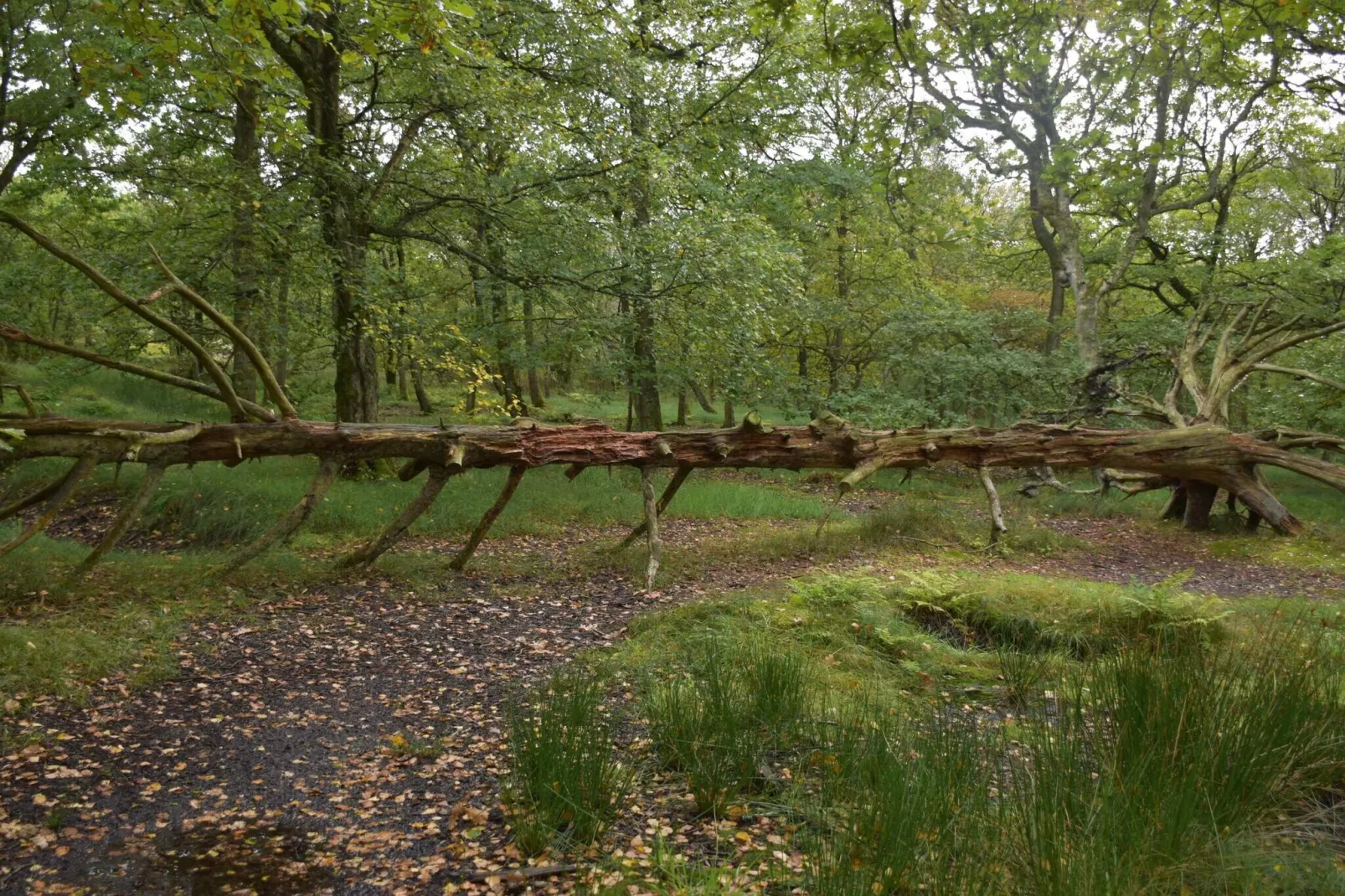 4 Personen Ferienhaus in Fanø-By Traum