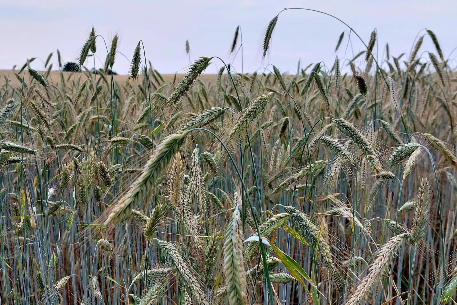 5 Personen Ferienhaus in Frørup-By Traum-Nicht zugeordnet