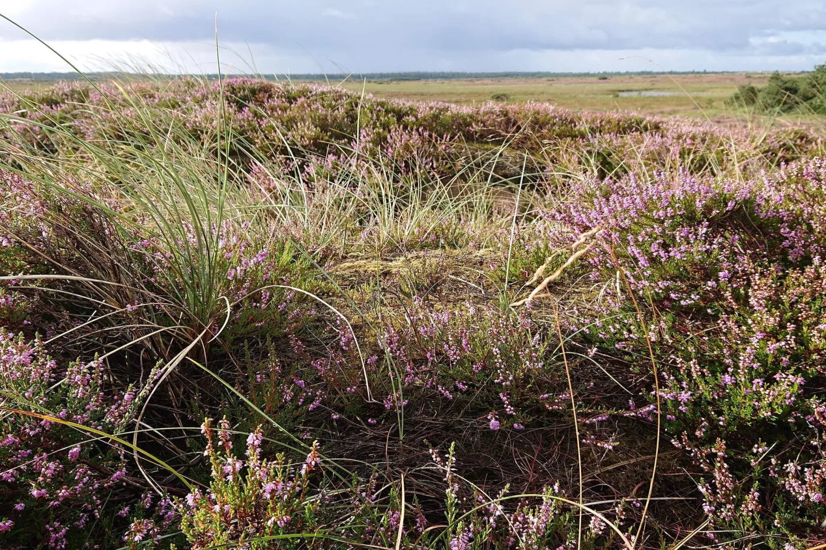 Strandparadies in Graerup -- By Traum Ferienwohnungen