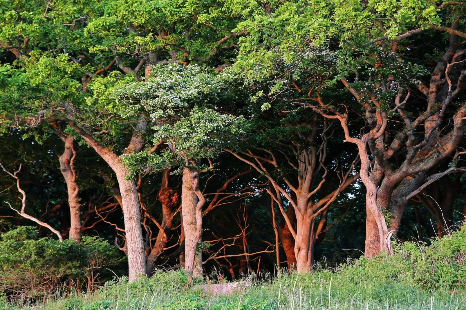 Villa de luxe avec piscine a Lohals -- By Traum Ferienwohnungen