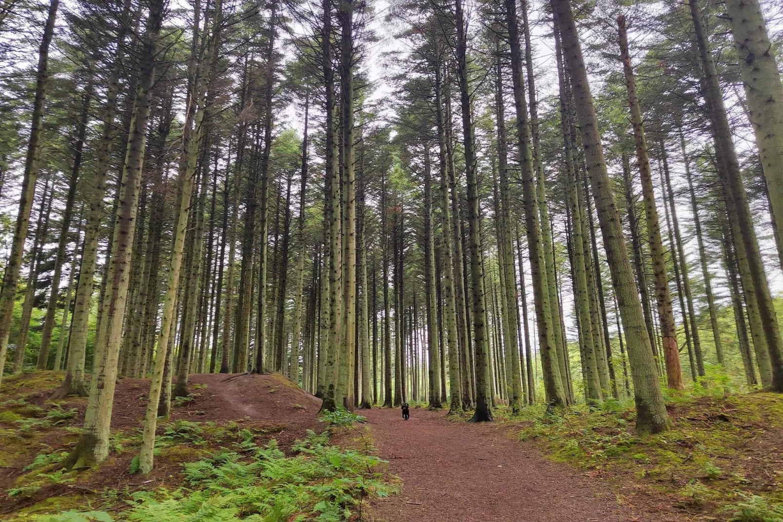 Maison de vacances pour 6 a Pandrup