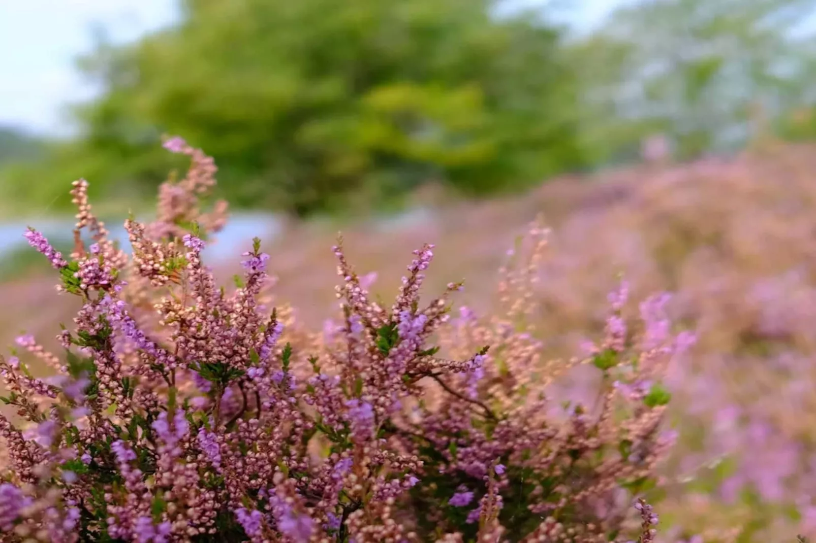 Maison de vacances pour 5 a Silkeborg-By Traum