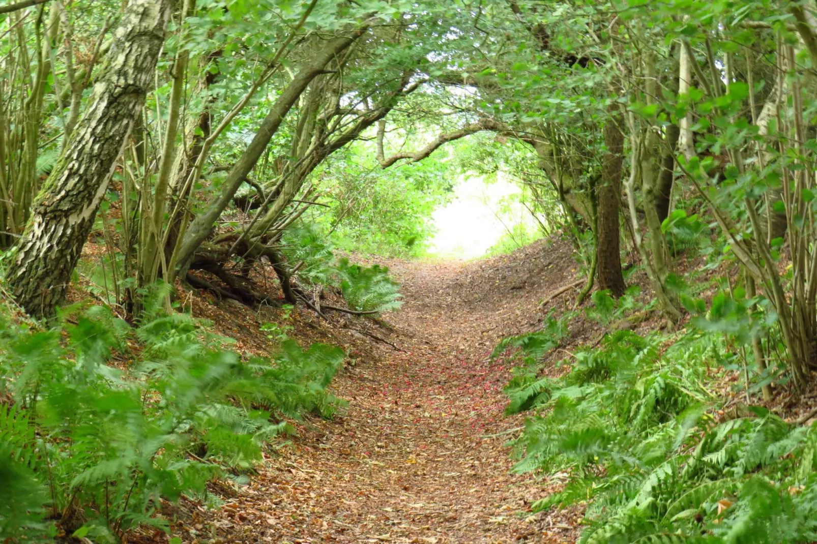 26 Personen Ferienhaus in Roslev-By Traum