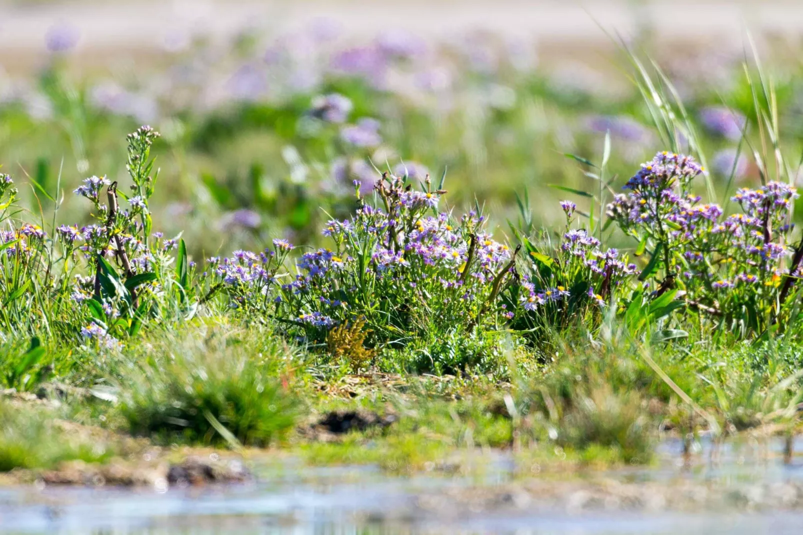 Maison de vacances pour 6 a Fanø-By Traum