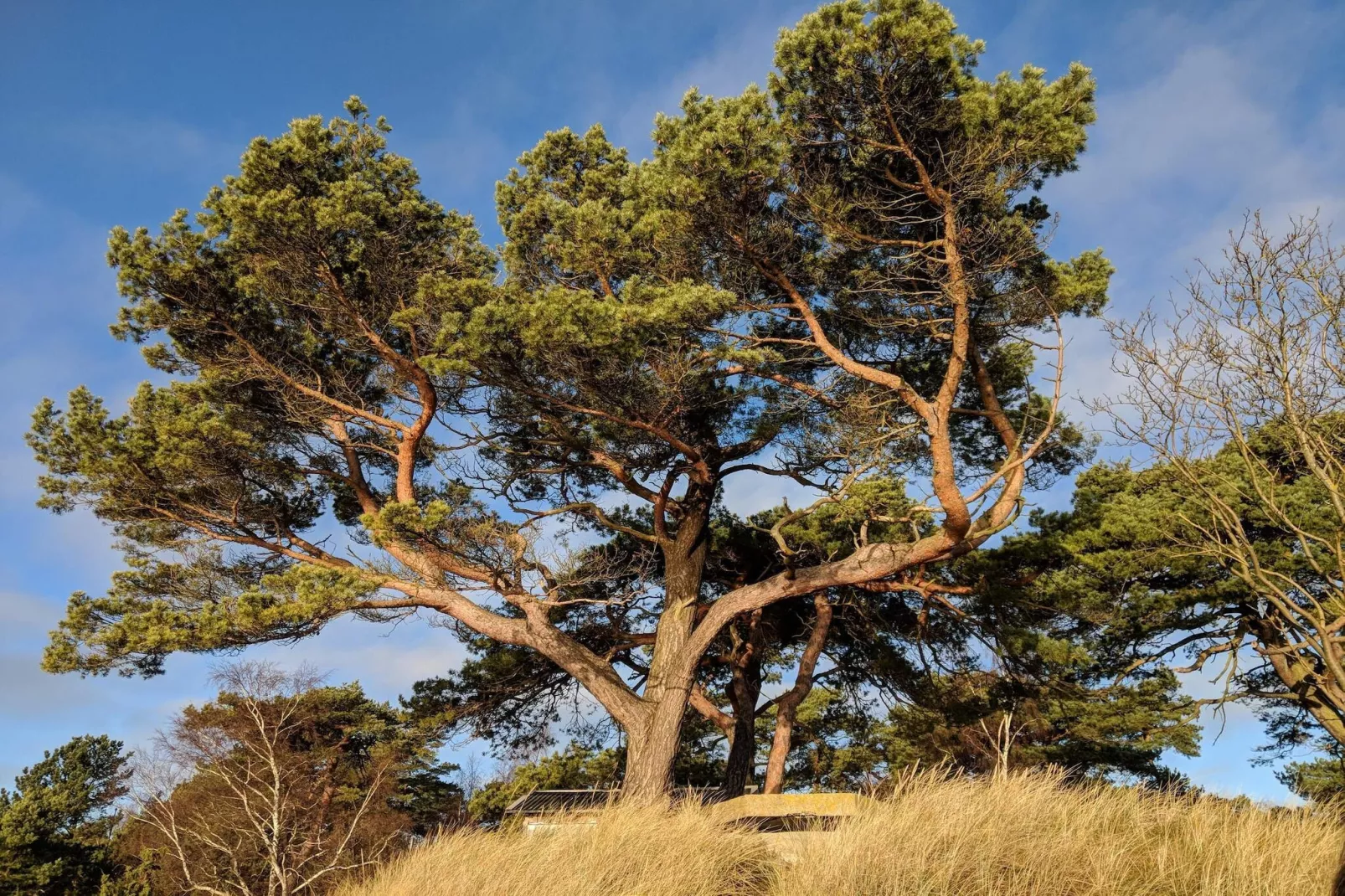 Cozy Cottage near Beach in Ahus-Untagged