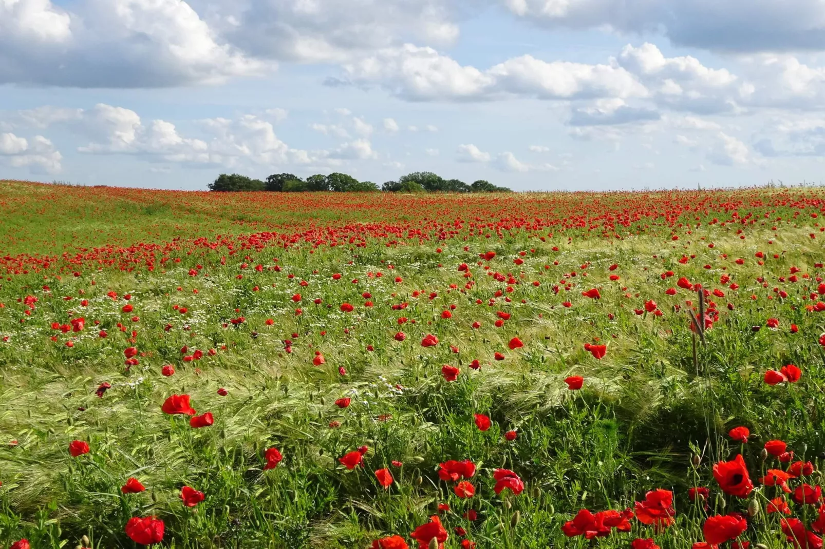 6 person holiday home in Slagelse