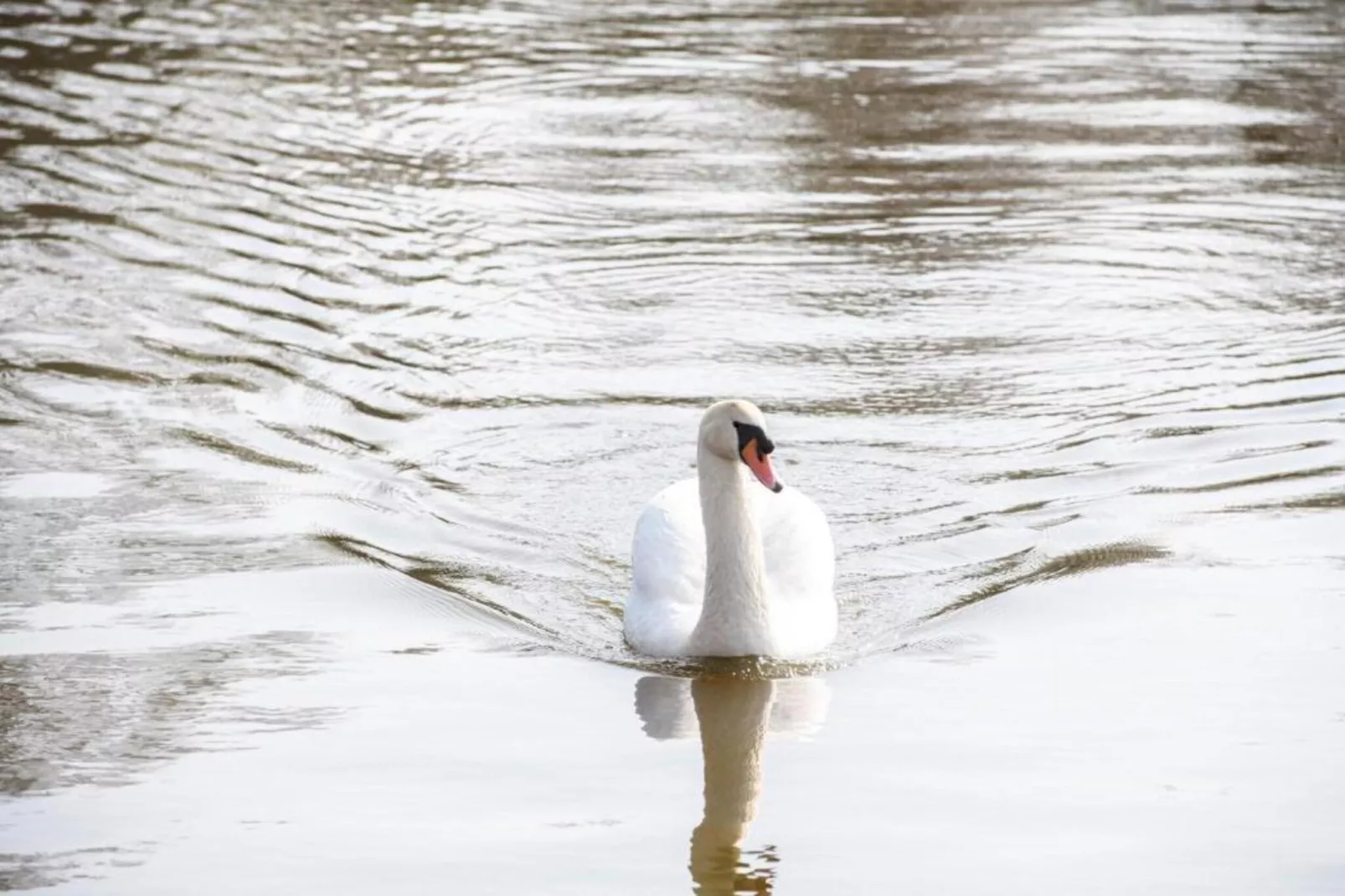 MarinaPark Nieuw Loosdrecht 2-Areas within 20km in summer
