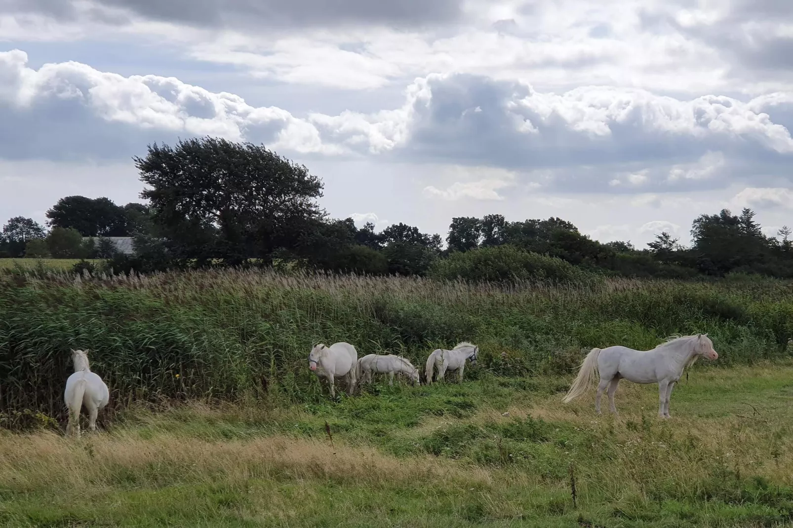 4 person holiday home in Nordborg-By Traum-Untagged