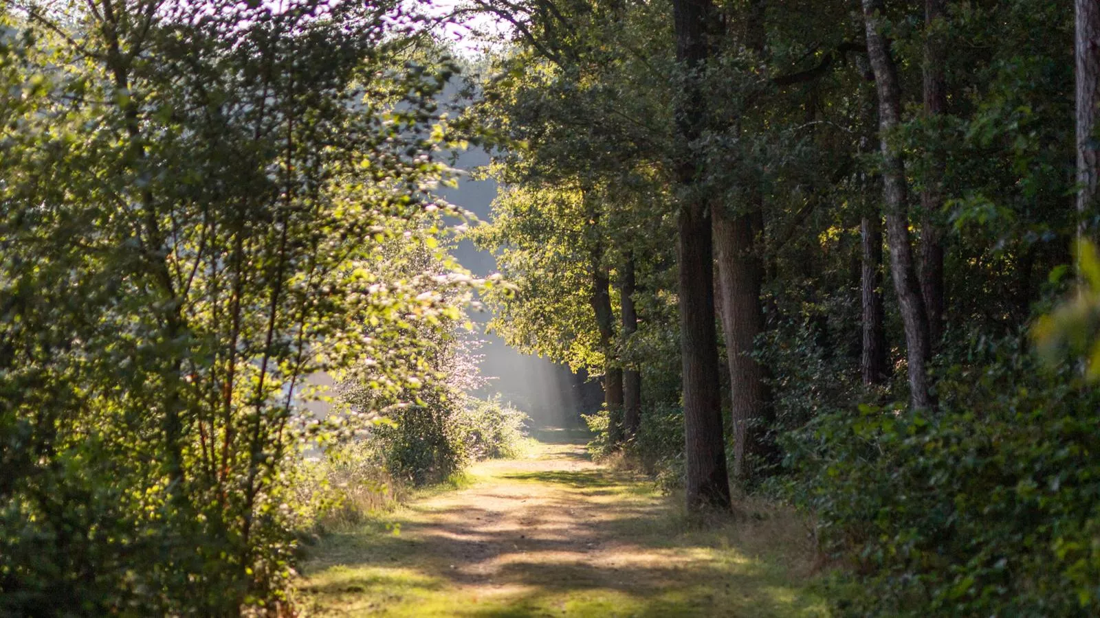 Safaritent 7-Areas summer 5km