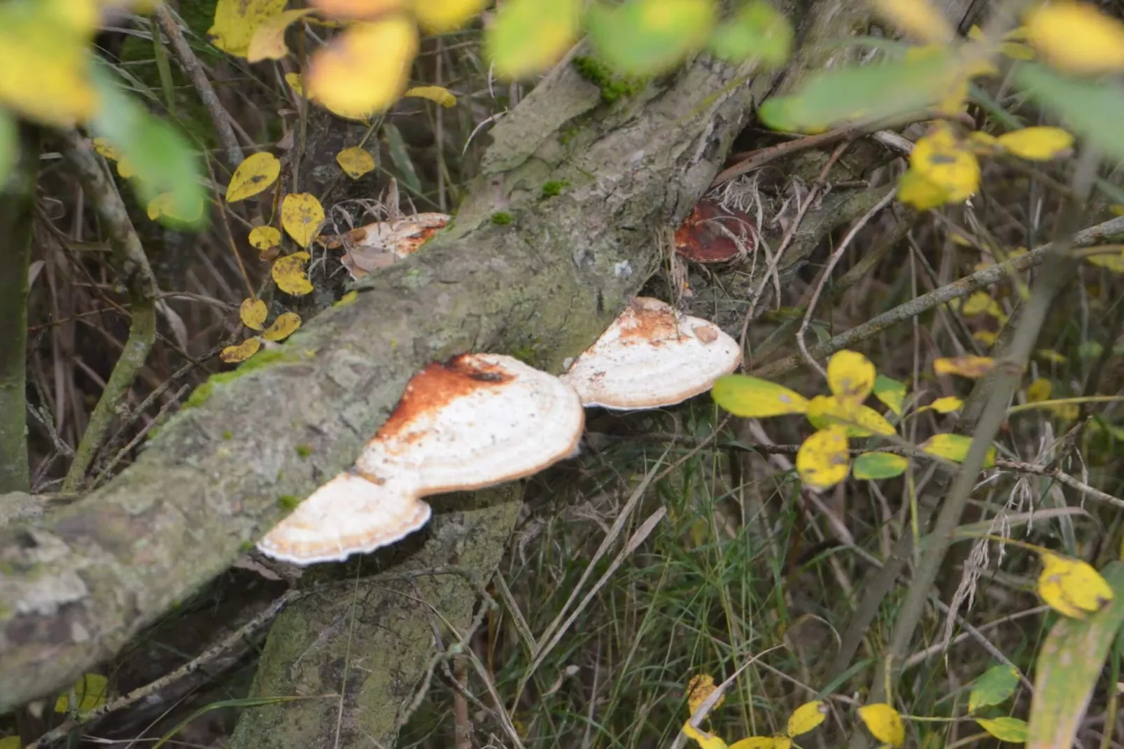 Maison de vacances pour 4 a Bredebro-By Traum-Non tagué