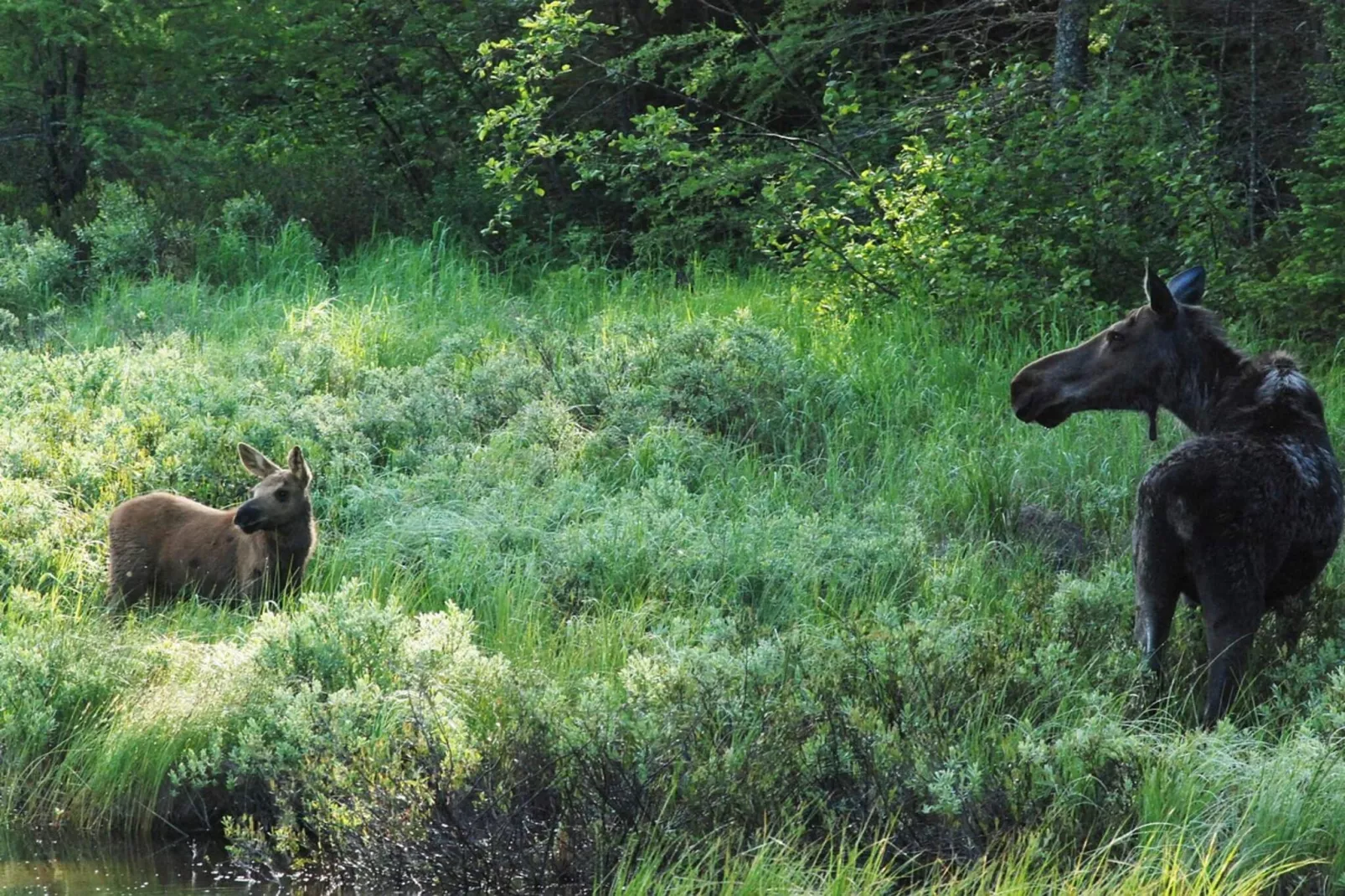4 Sterne Ferienhaus in Naustbukta-Nicht zugeordnet