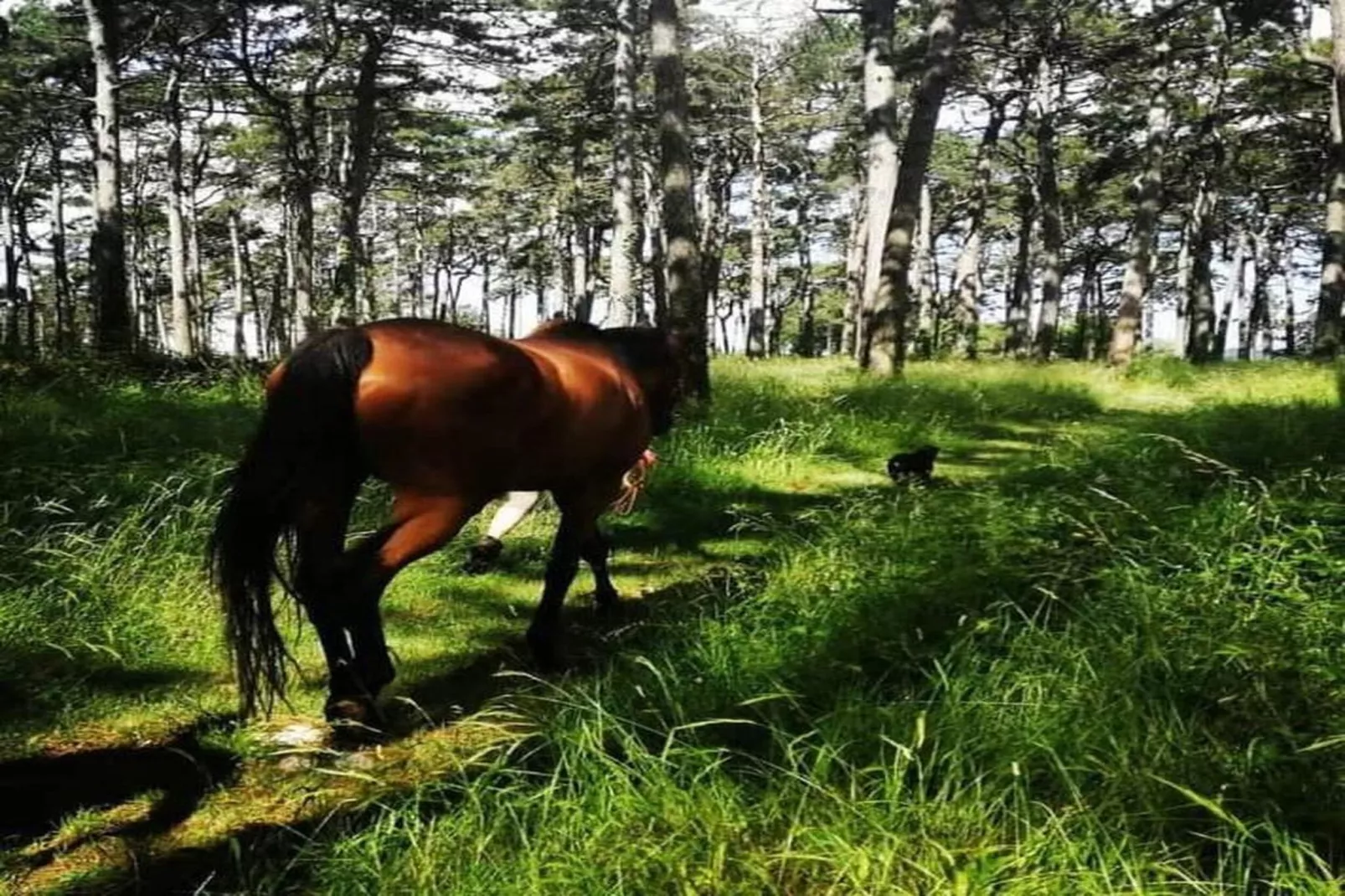 Apartment Mirna with Pool and Lovely Garden-Zones été à 20 km