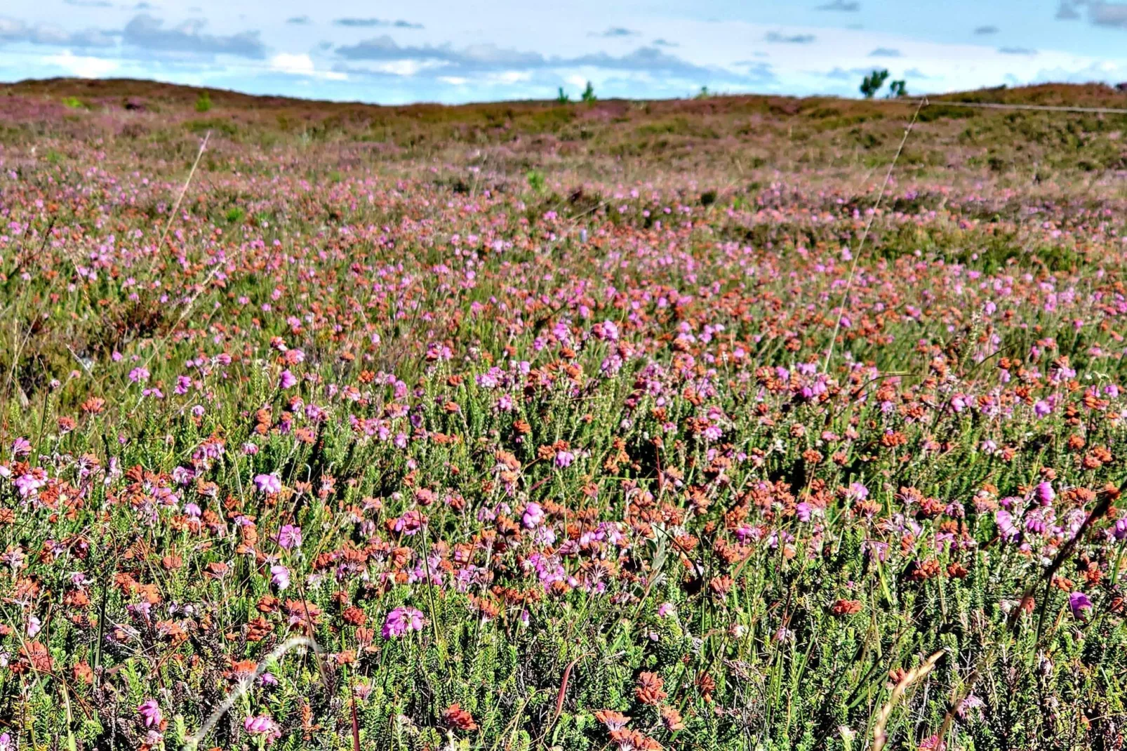 5 star holiday home in Henne Beach-Untagged