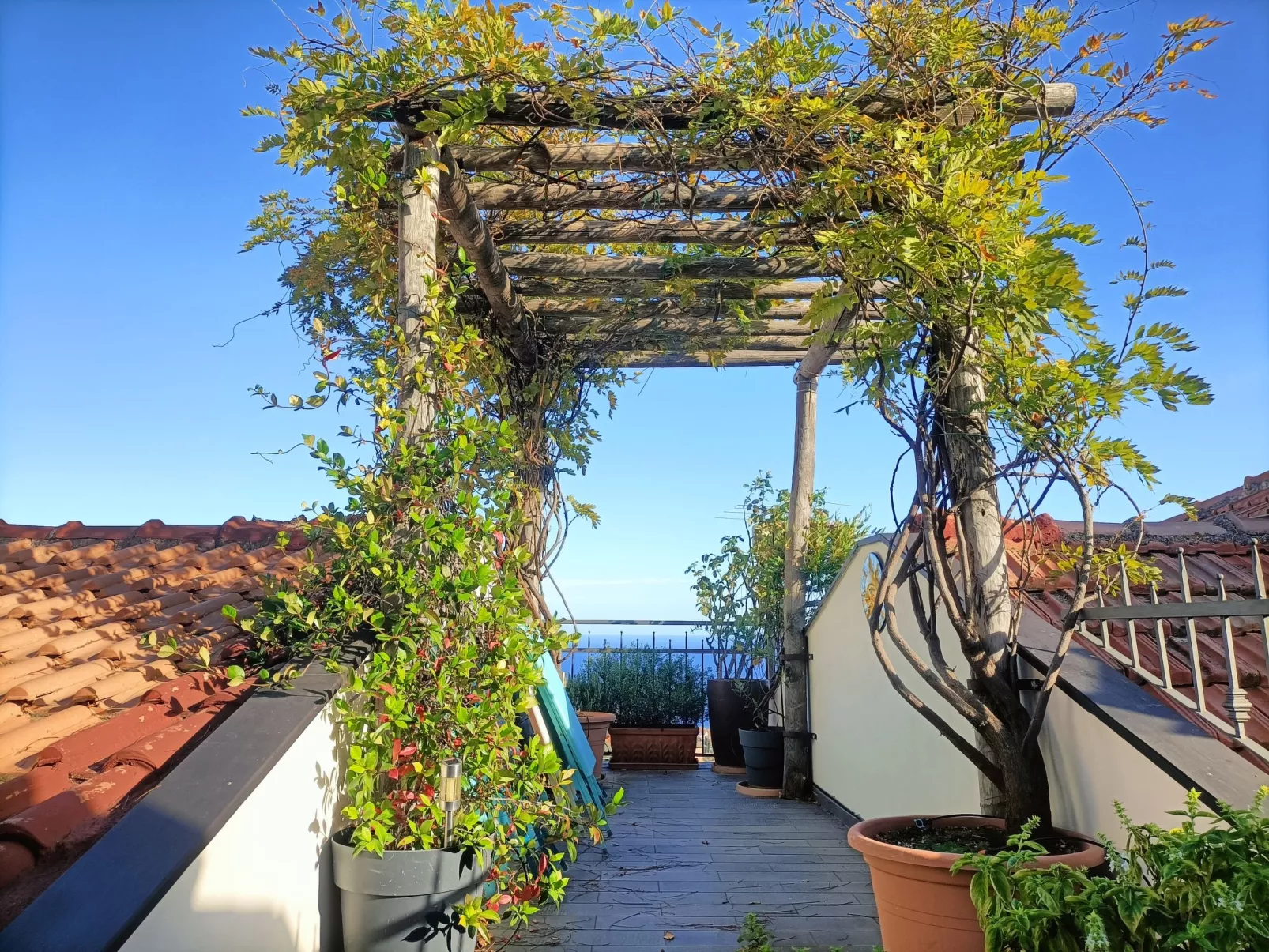 Terrazza con glicine