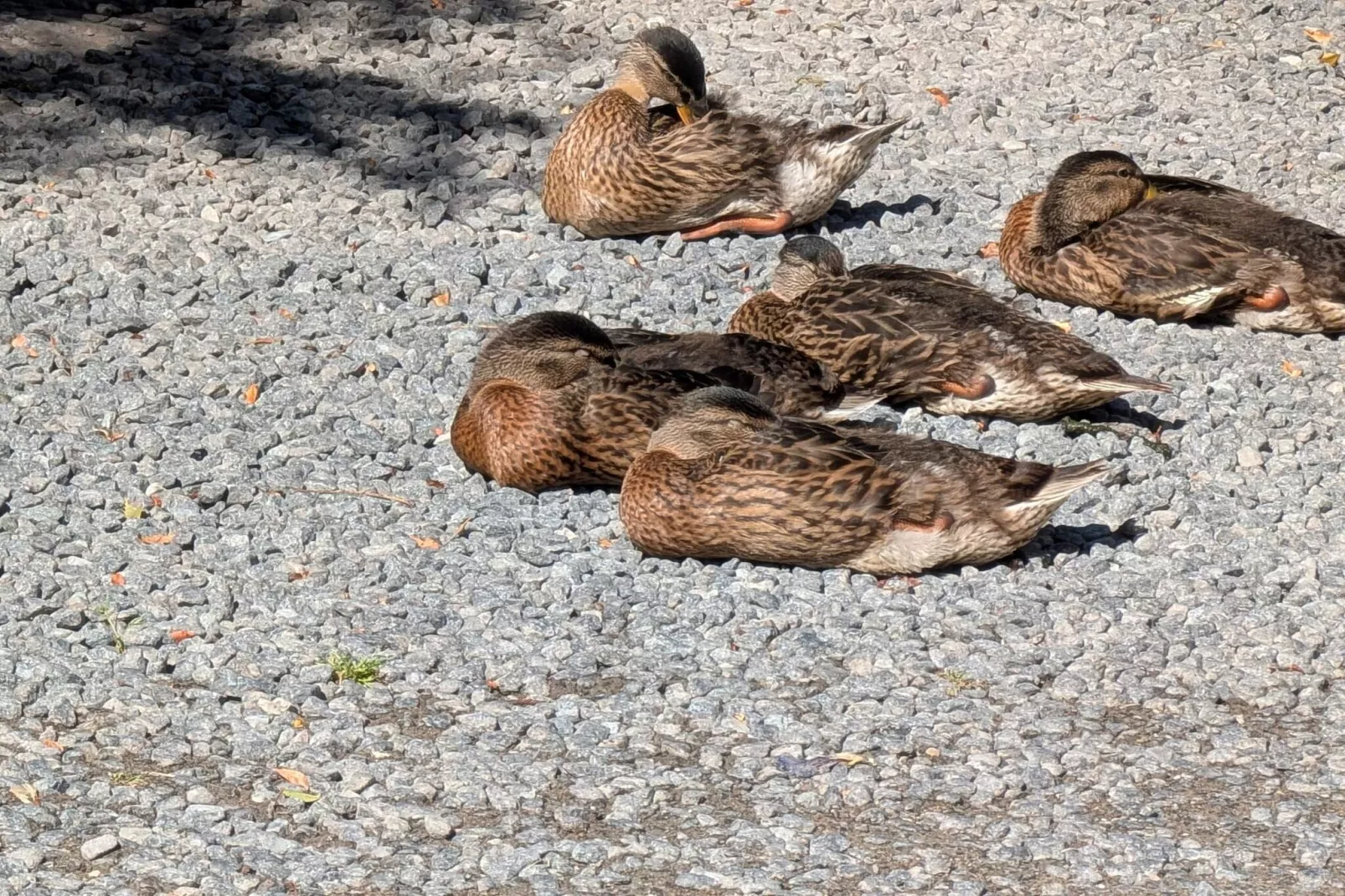 Ruhiges Versteck in Lyngsbaek-By Traum