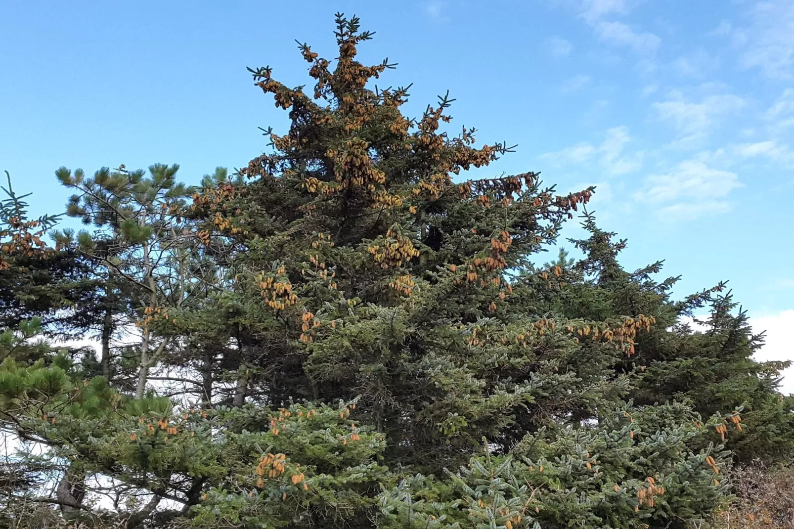 Luxus-Oase in Blavand-By Traum-Nicht zugeordnet