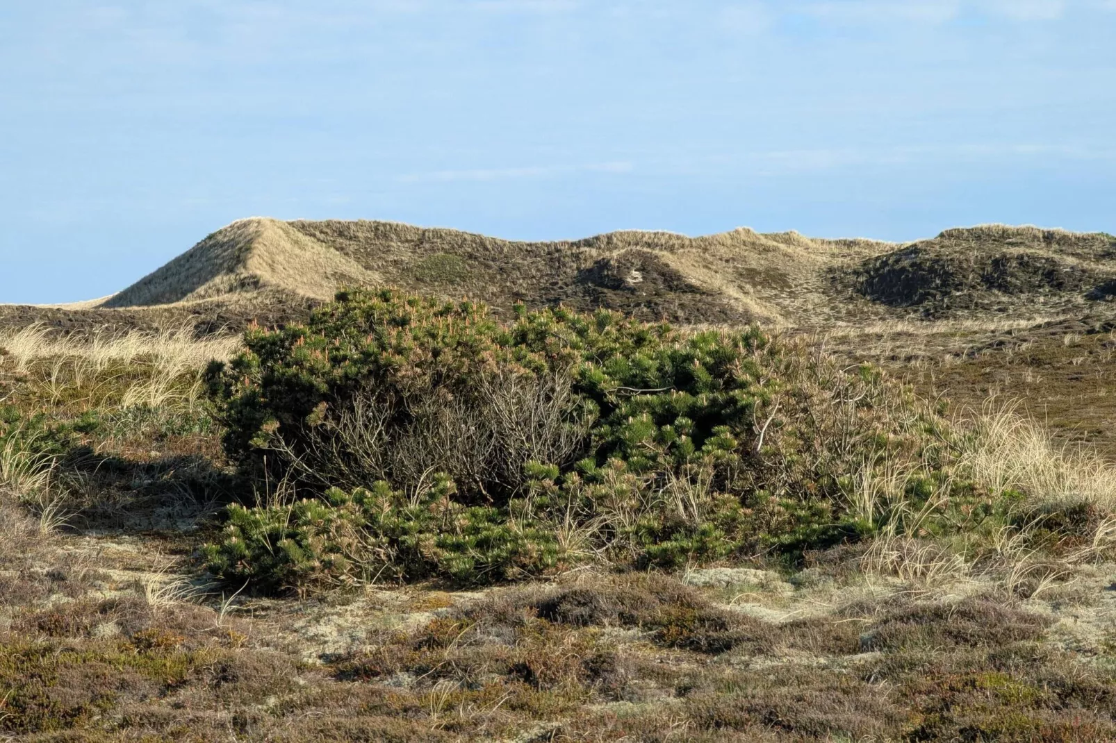 Bright Dune View Cottage-By Traum-Untagged