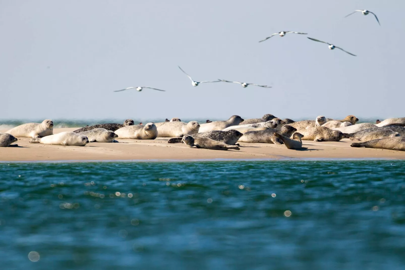 4 Personen Ferienhaus in Fanø-By Traum