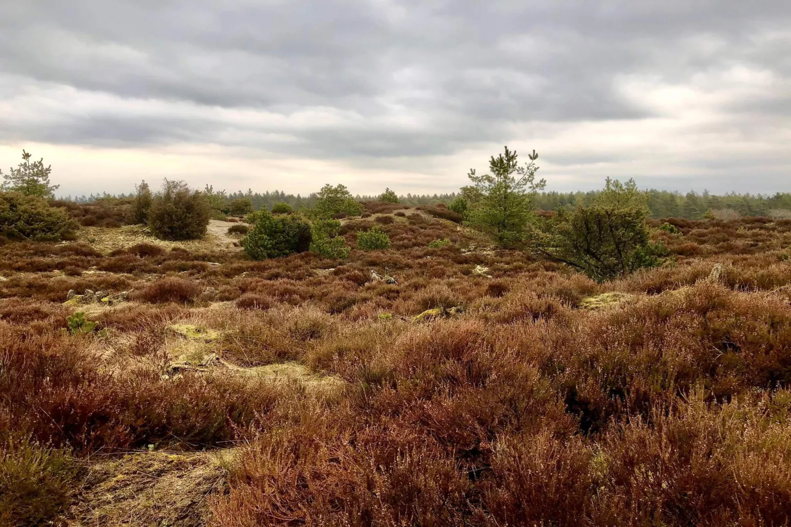 Maison de vacances pour 4 a Grindsted-By Traum