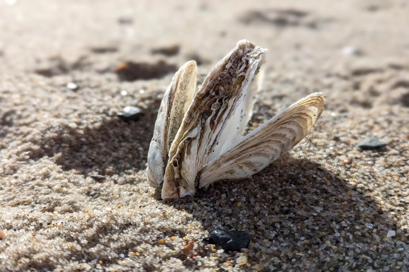 5 Personen Ferienhaus in Vinderup-By Traum