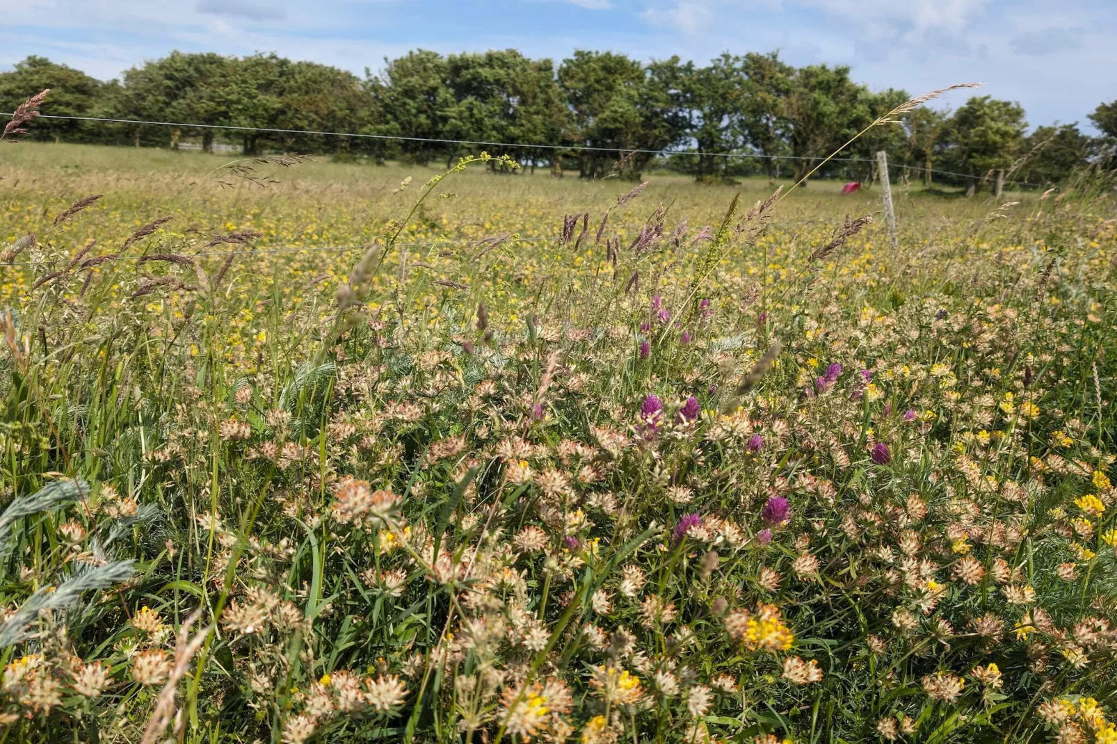 Maison de vacances pour 9 a Humble-By Traum