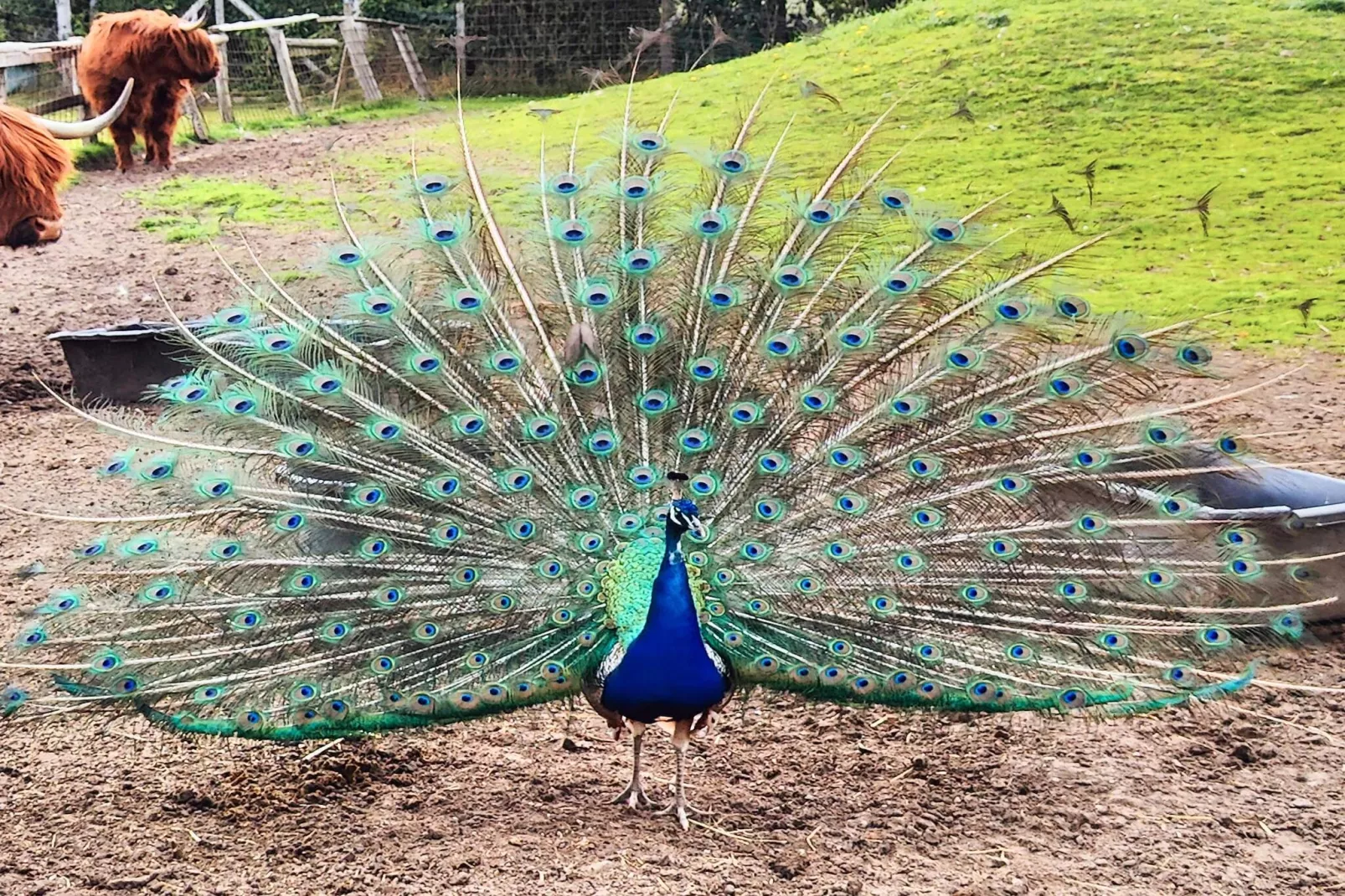 5 Sterne Ferienhaus in Vig-By Traum-Im Freien