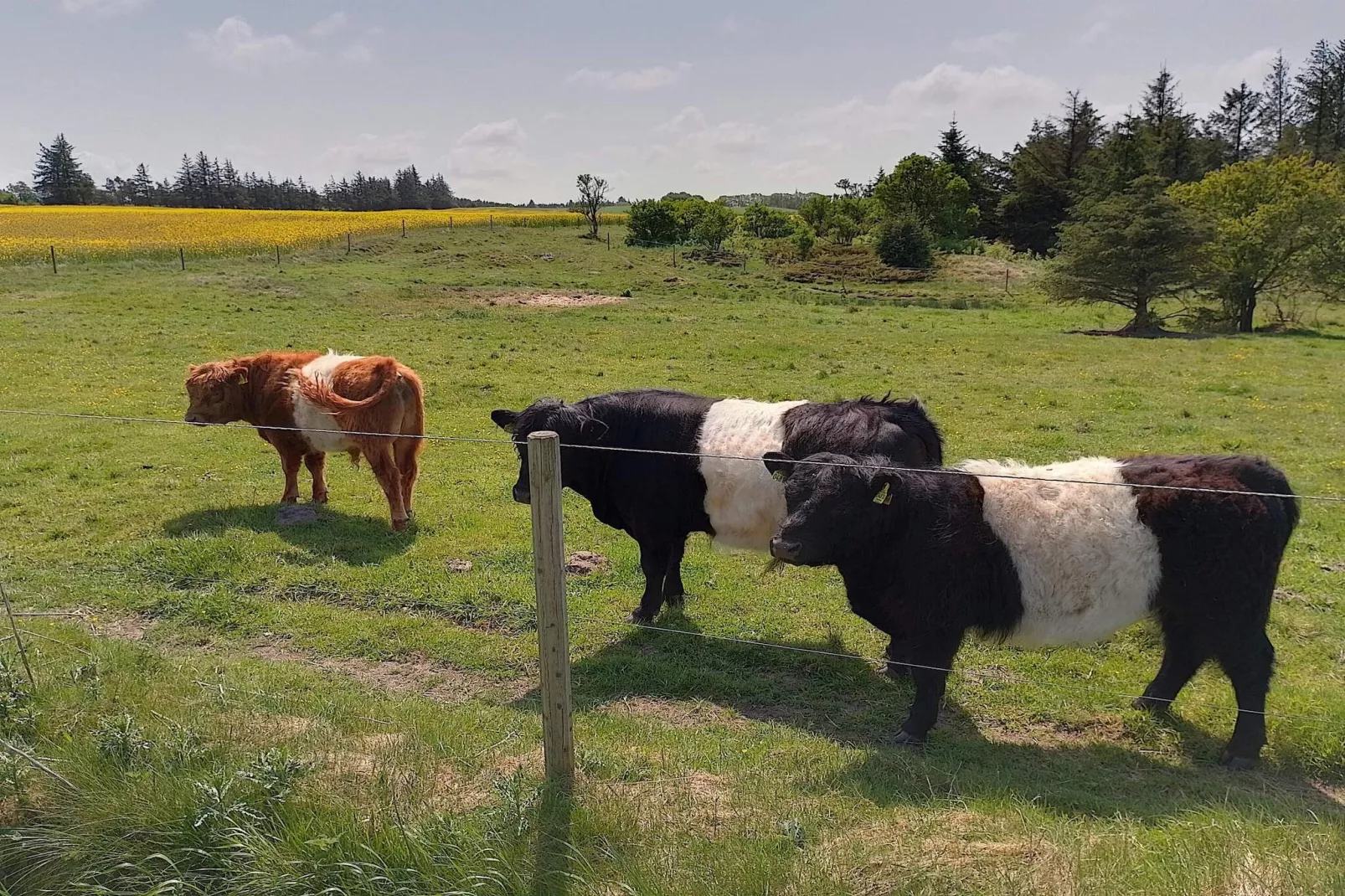 7 Personen Ferienhaus in Fjerritslev-By Traum