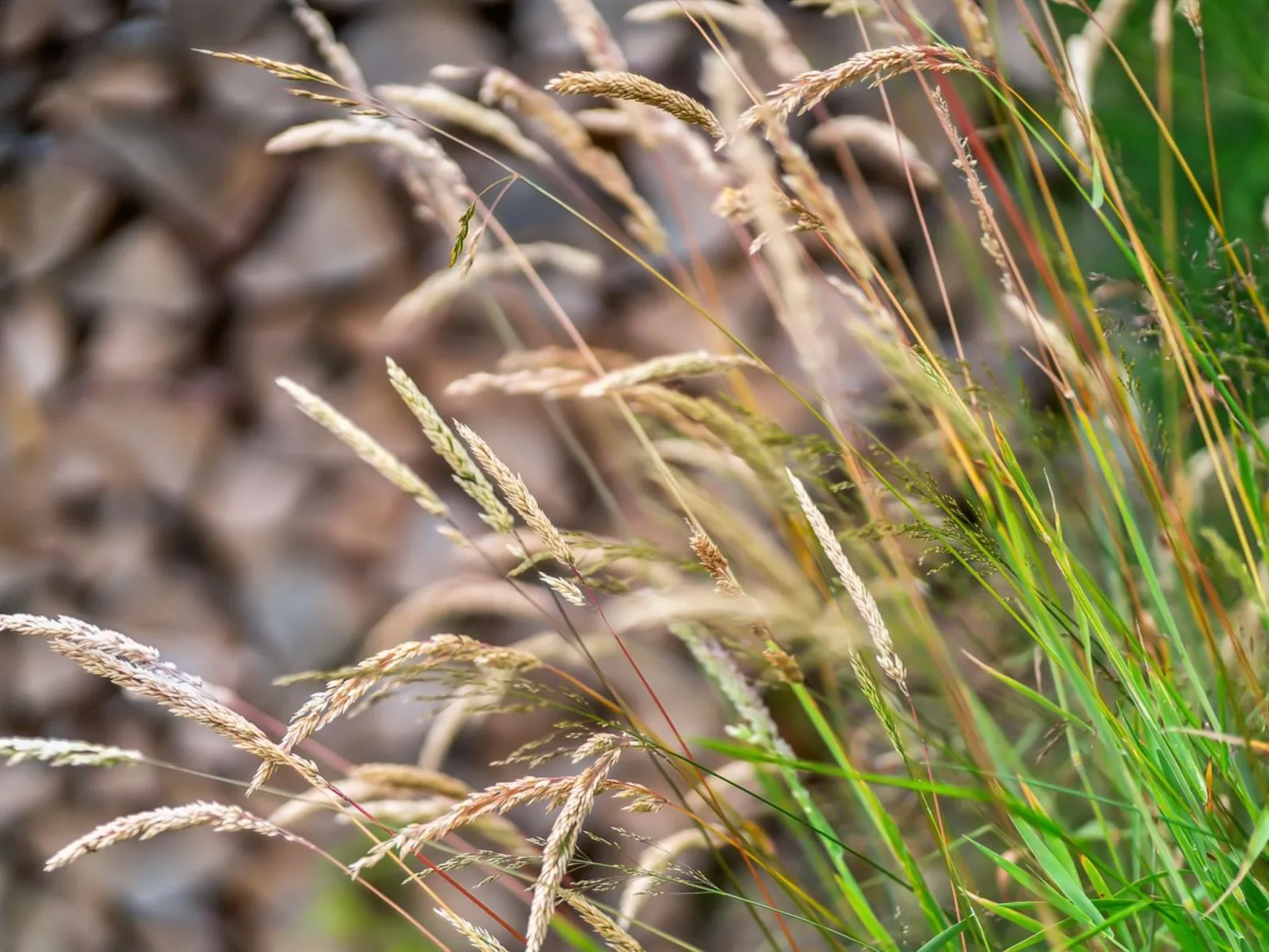 "Karlene" - 300m from the sea