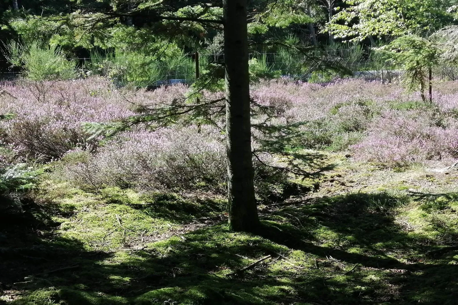 5 star holiday home in Ålbæk-Untagged