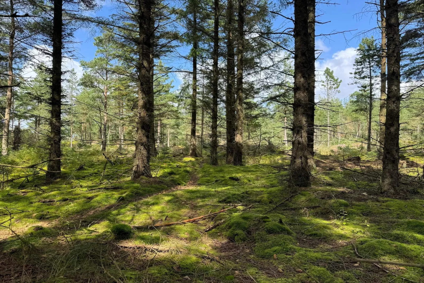 Maison de vacances pour 5 a Snedsted-Non tagué
