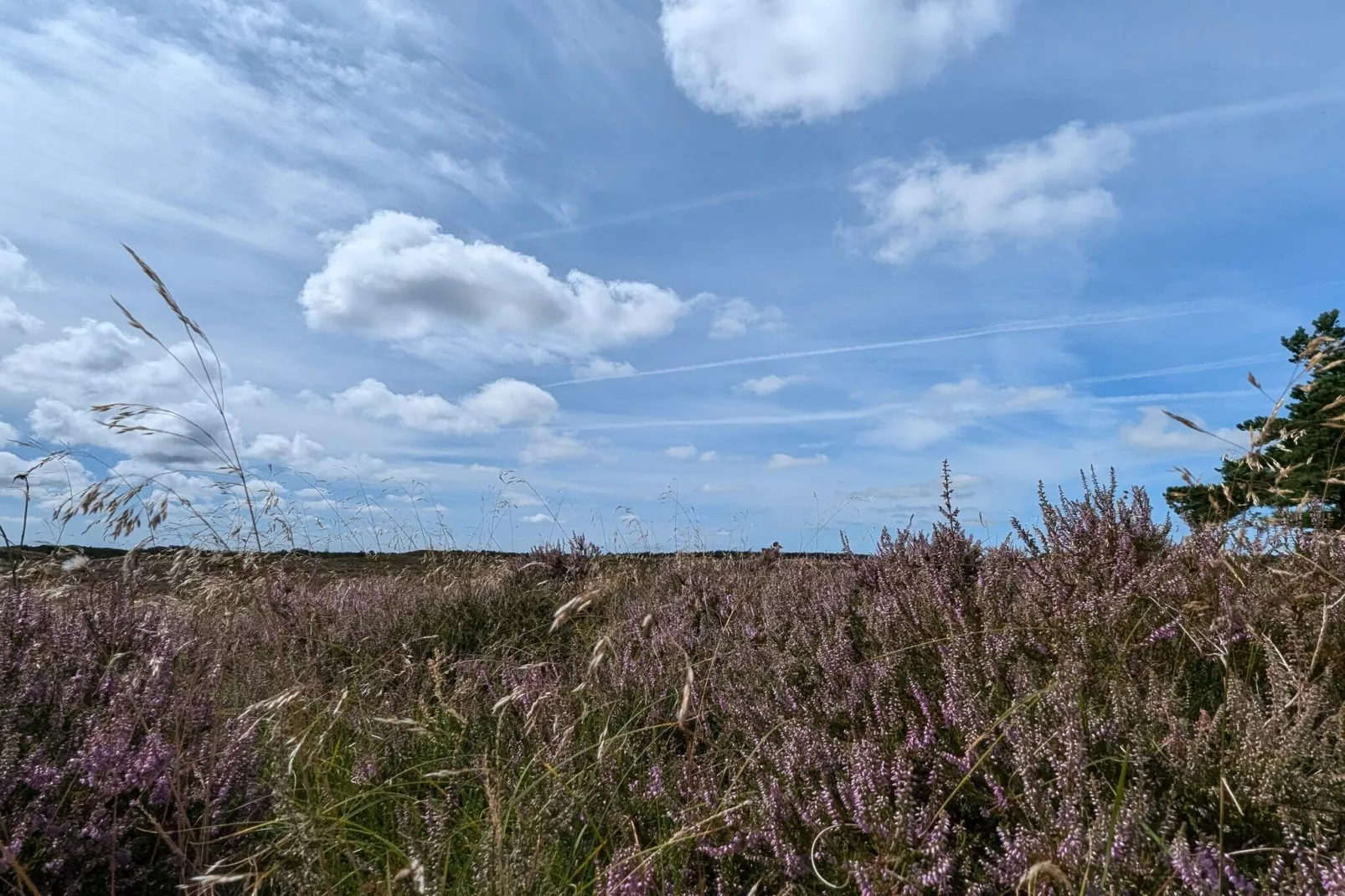 Tranquil Thatched Cottage on Romo-By Traum