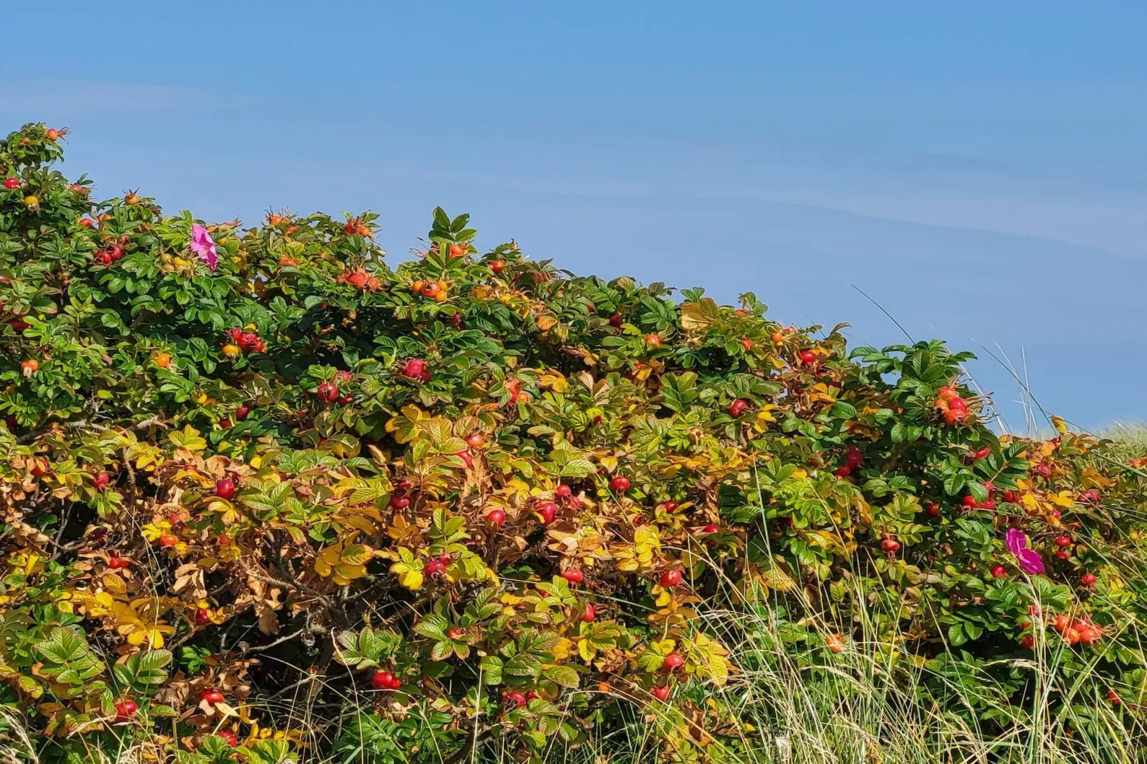 Serenite en bord de mer a LyngsAY-By Traum