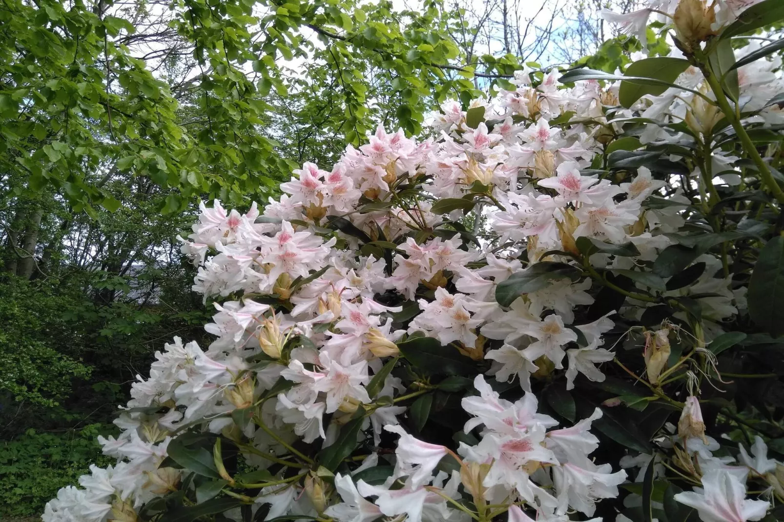 Tranquil Nature Escape-By Traum-Untagged