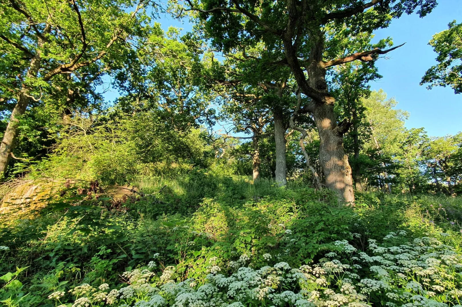 4 Personen Ferienhaus in TORSHÄLLA-By Traum-Nicht zugeordnet